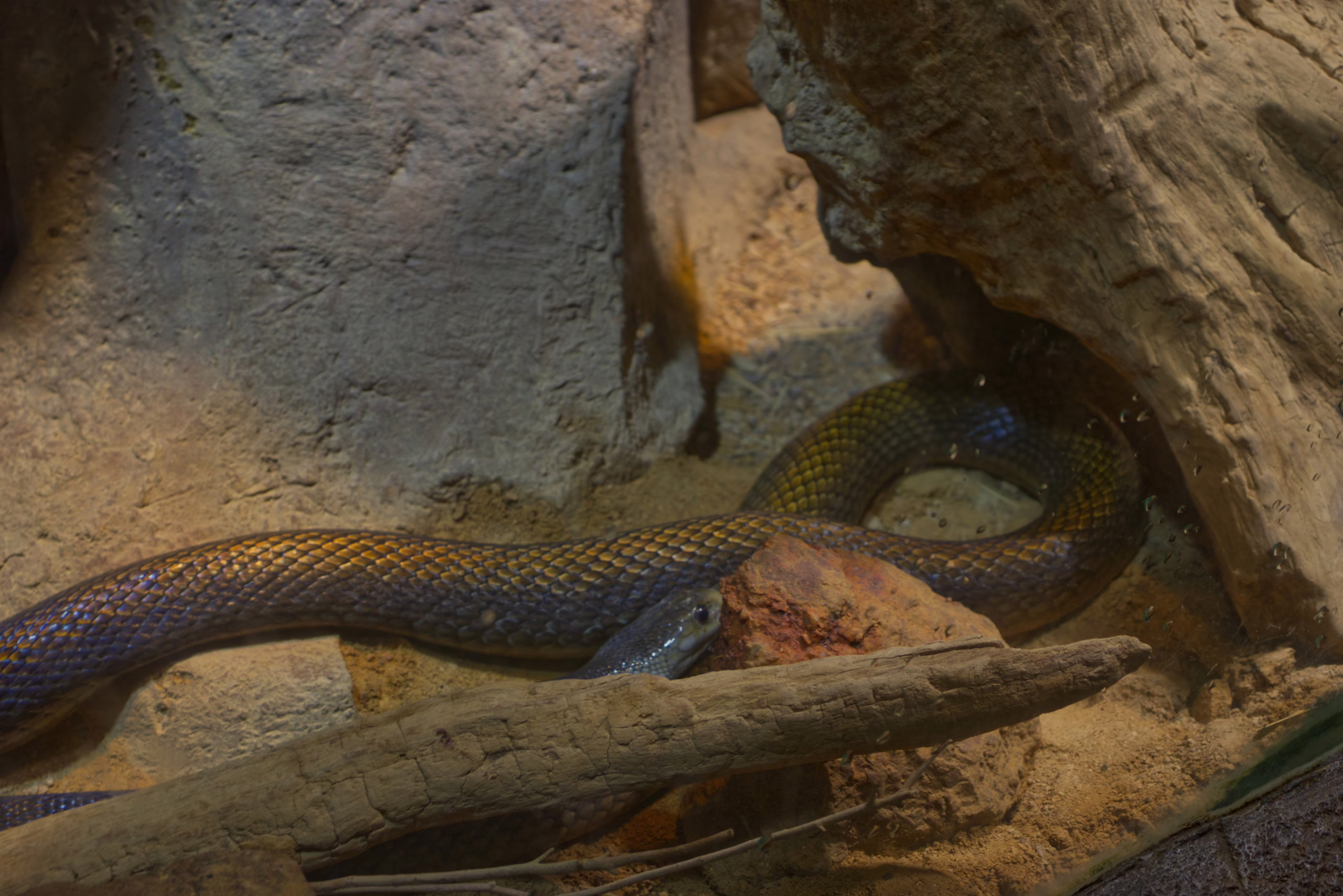 A long snake with iridescent scales rests in its sandy enclosure, its body curving around rocks and under a piece of driftwood.