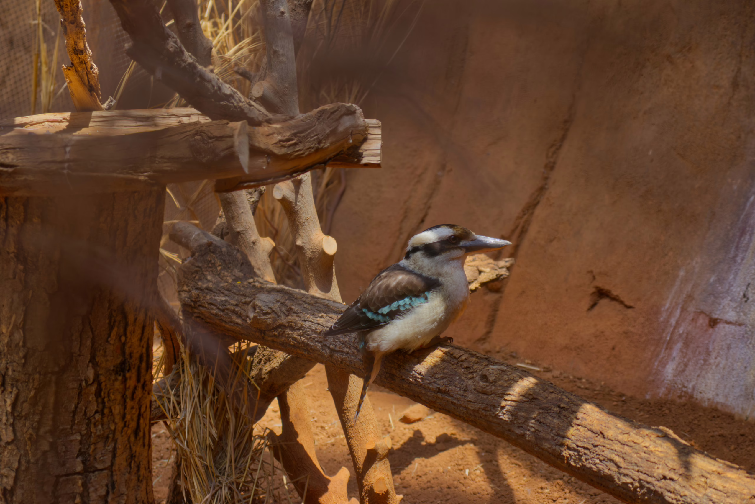A blue-winged kookaburra with a white chest and a prominent dark stripe through its eye perches on a sturdy, sunlit branch in its habitat.