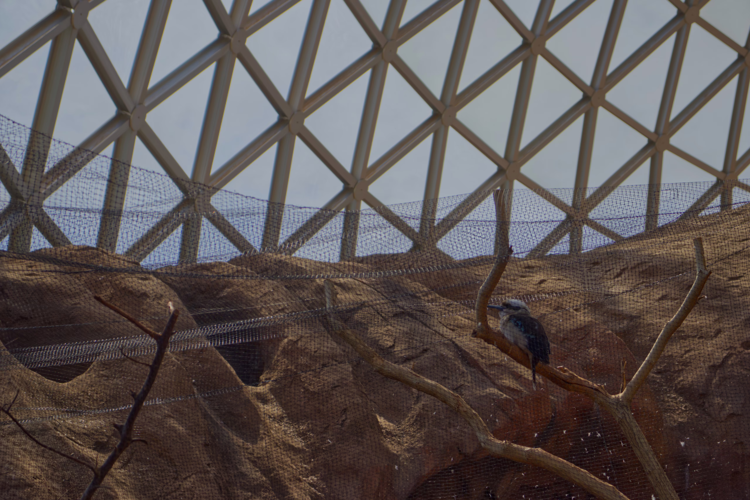 A kookaburra sits on a high branch in front of a sculpted rock wall, with the white, triangular pattern of a large geodesic dome visible overhead.