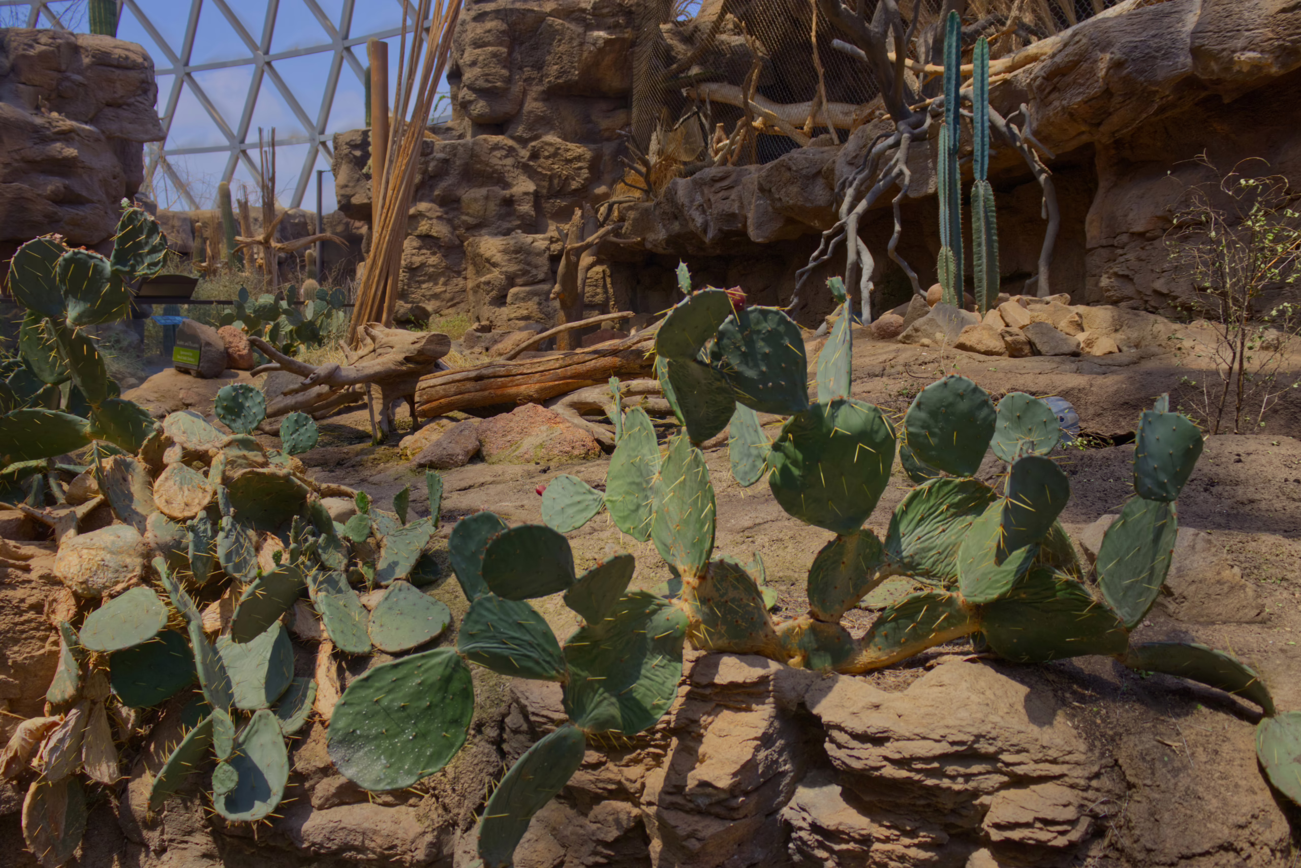 A wide shot of an indoor desert landscape filled with prickly pear cacti and other arid plants, set against rock formations and the visible structure of a glass dome.
