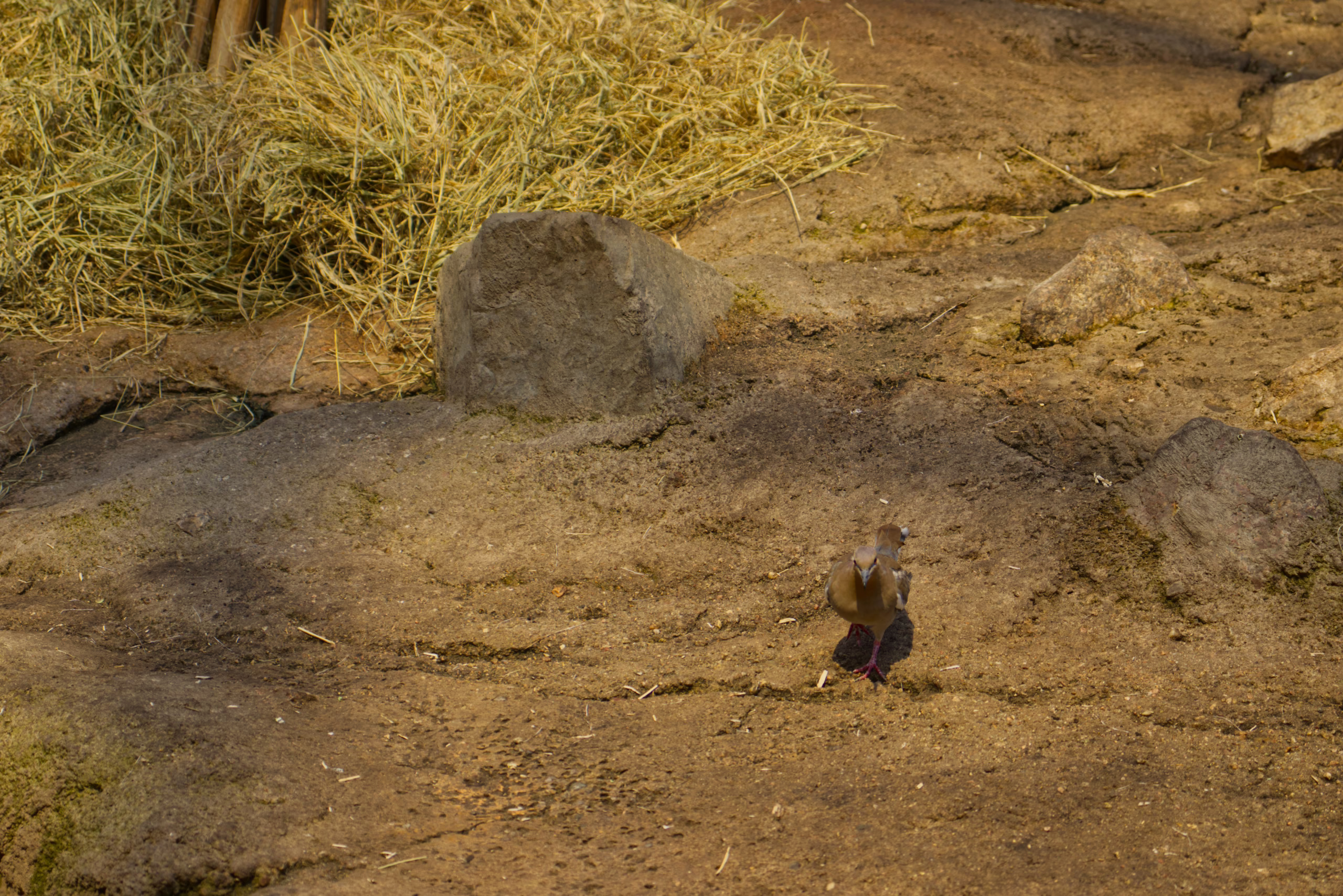 A small, plump, light-brown dove walks across a patch of bare, sandy ground in a sunny habitat.