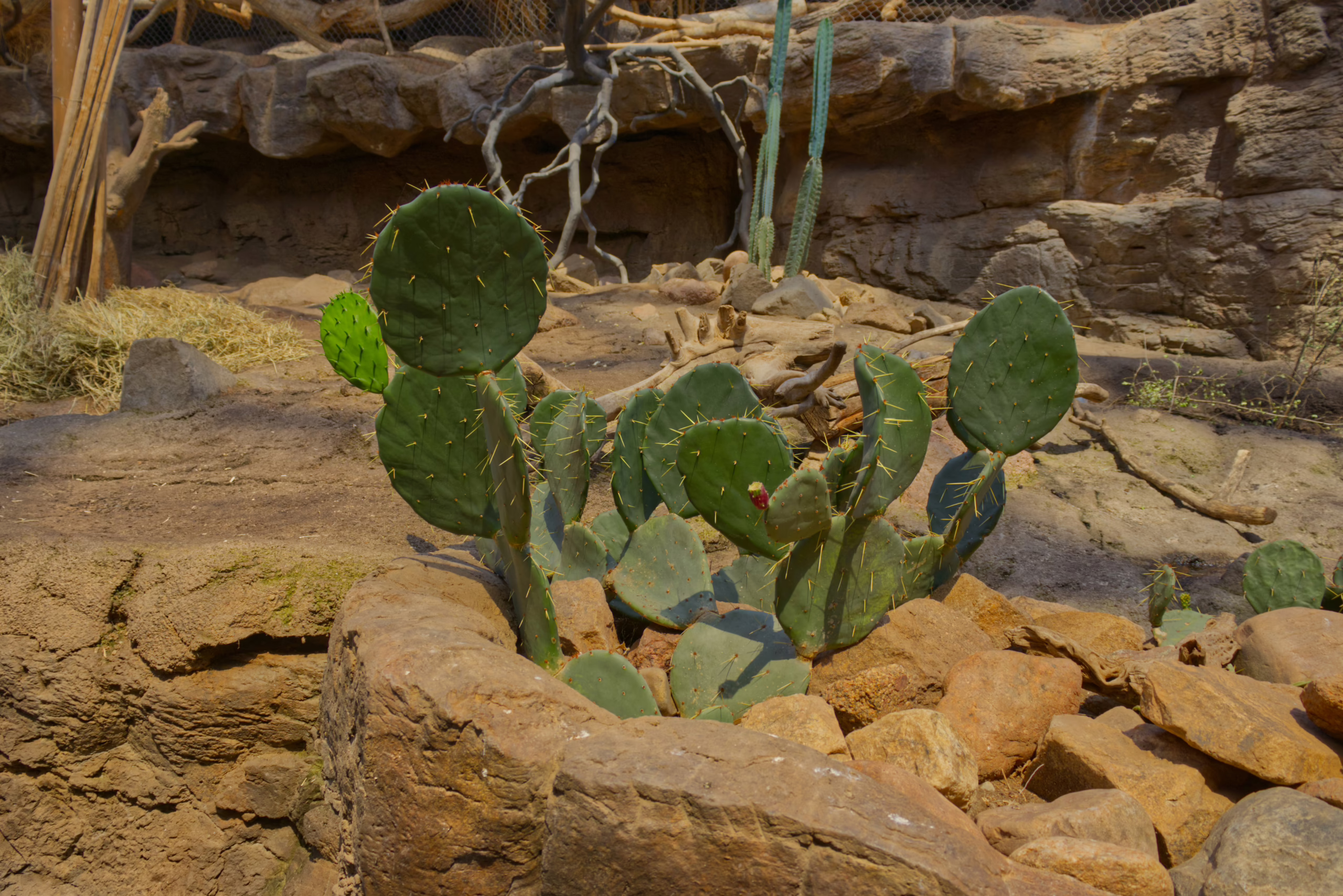 A close-up of a prickly pear cactus with numerous green, spiny pads growing out of a rocky bed in a desert-themed exhibit.