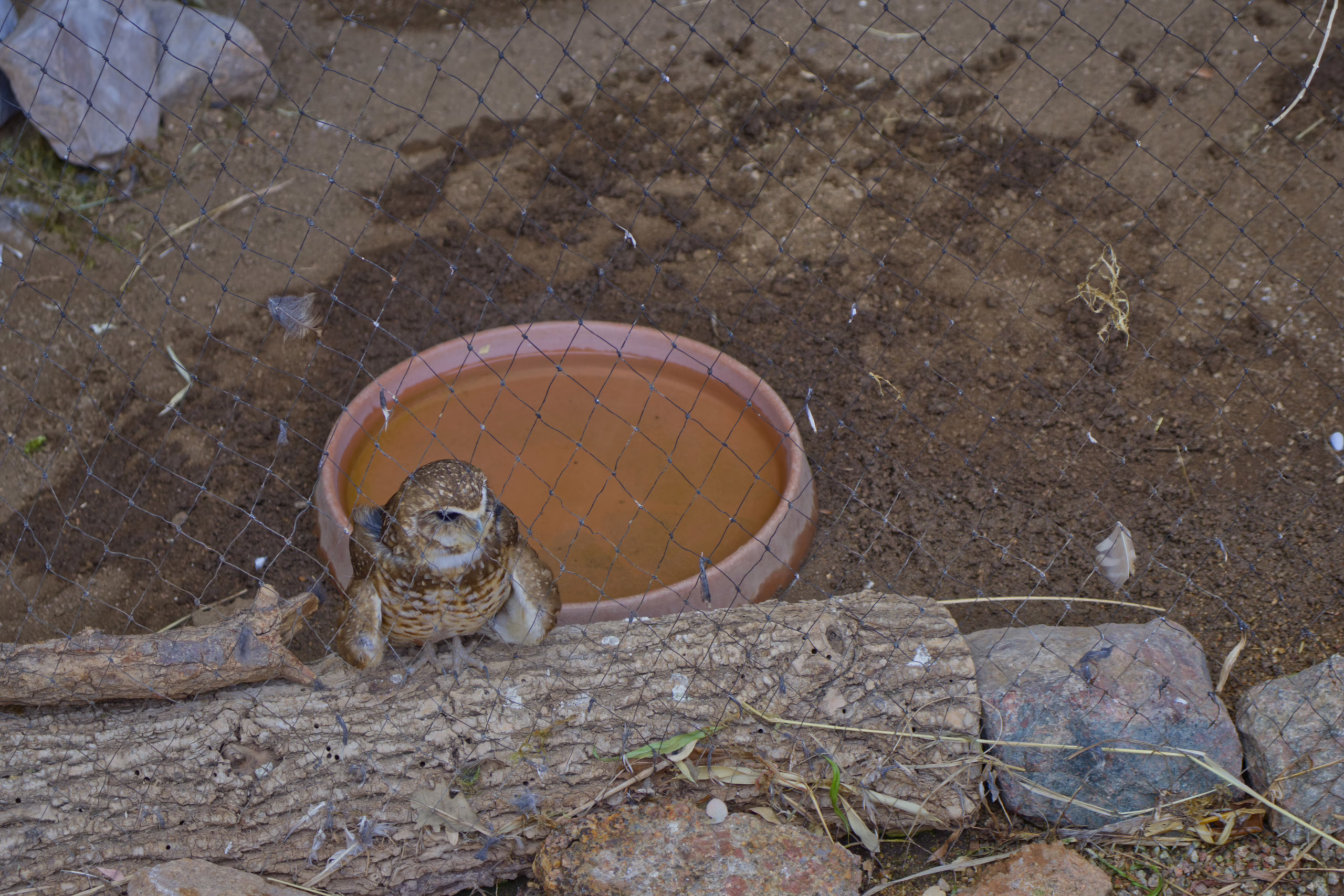 A small, speckled burrowing owl stands on a log next to its terracotta water dish on the ground of its enclosure, as seen from above through a wire mesh.