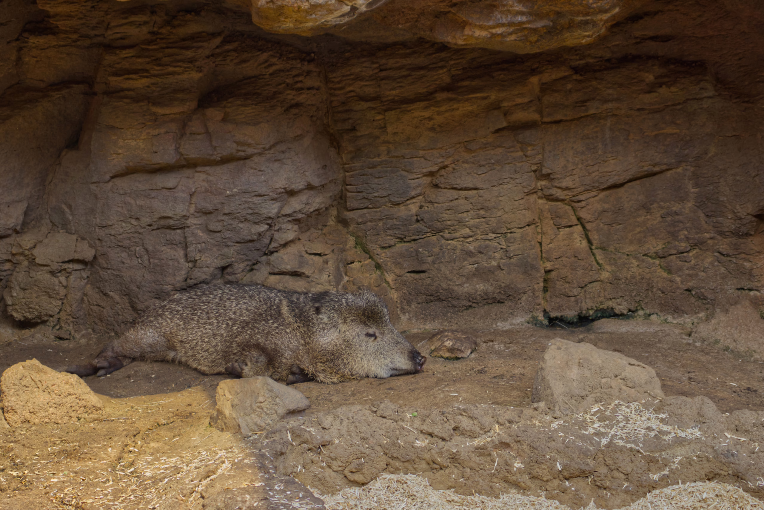 A coarse-haired collared peccary, also known as a javelina, is sleeping on the dirt floor inside a rocky, cave-like enclosure.