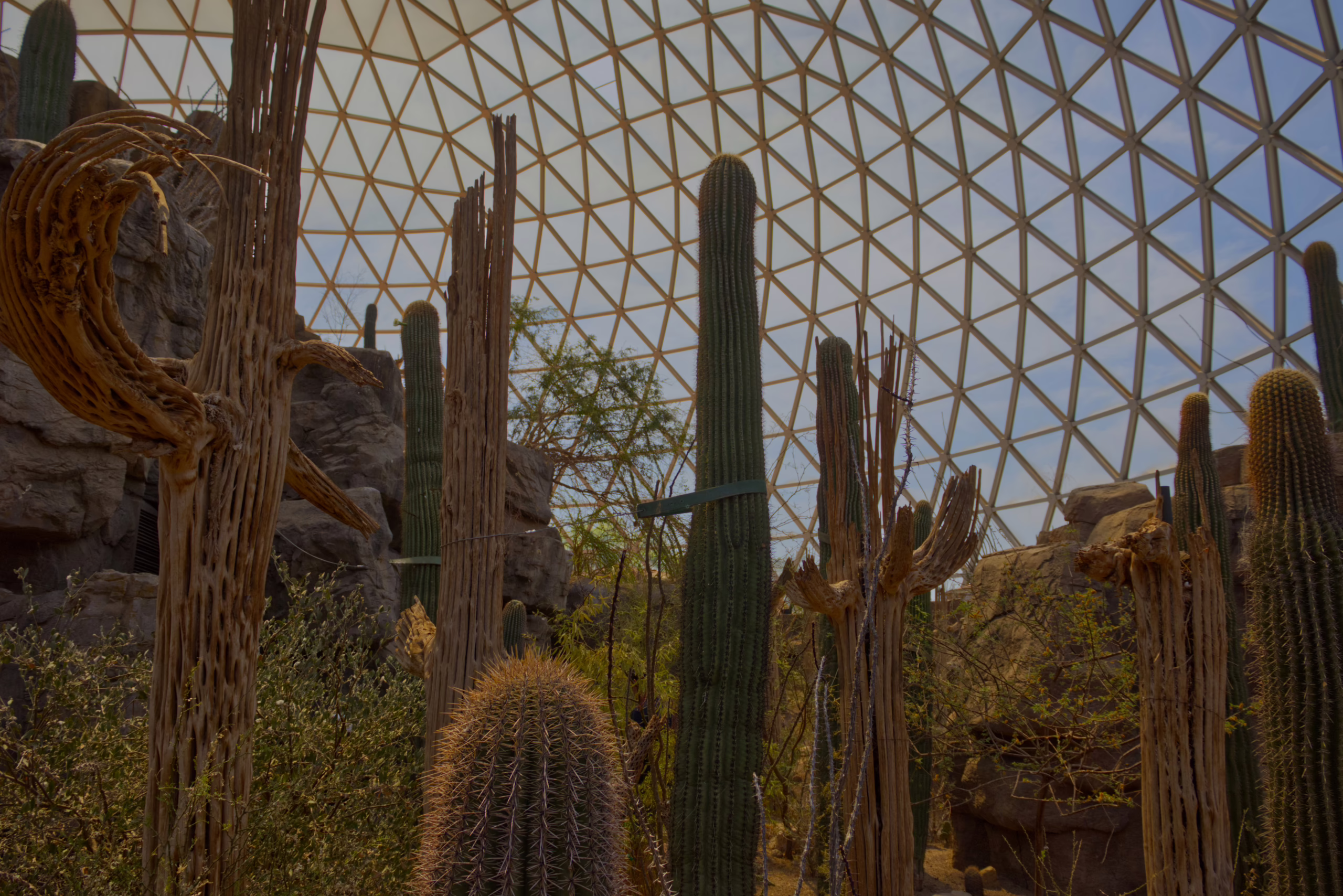 A variety of tall desert cacti, including saguaros and the skeletons of dead cacti, stand in a rocky, indoor habitat beneath the expansive geometric framework of a geodesic dome.