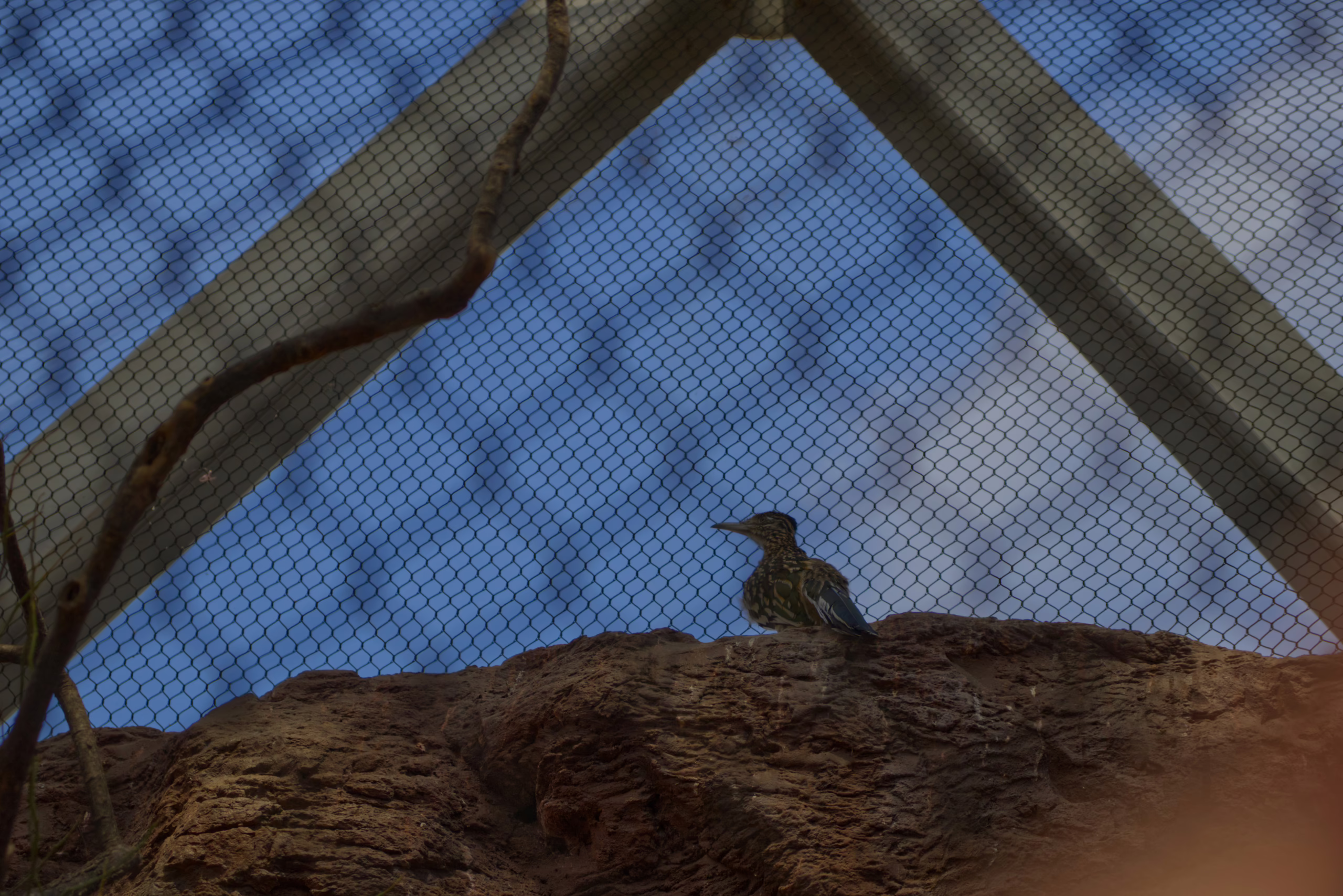 The silhouette of a roadrunner is perched atop a rock formation, viewed through the wire mesh of an aviary against a blue sky.