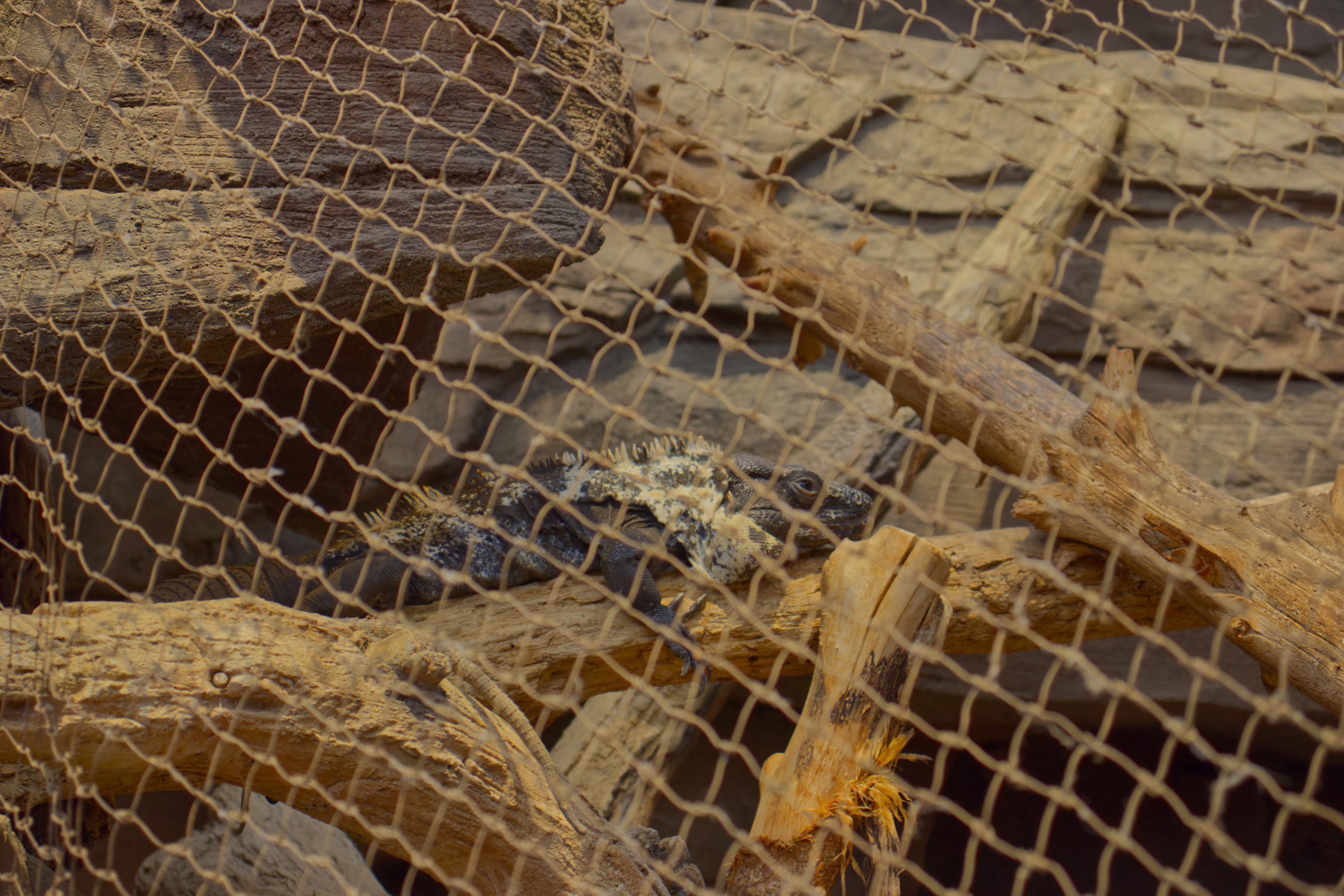 A dark-colored chuckwalla lizard basks on a weathered log, viewed through the wide mesh of a rope net enclosure.