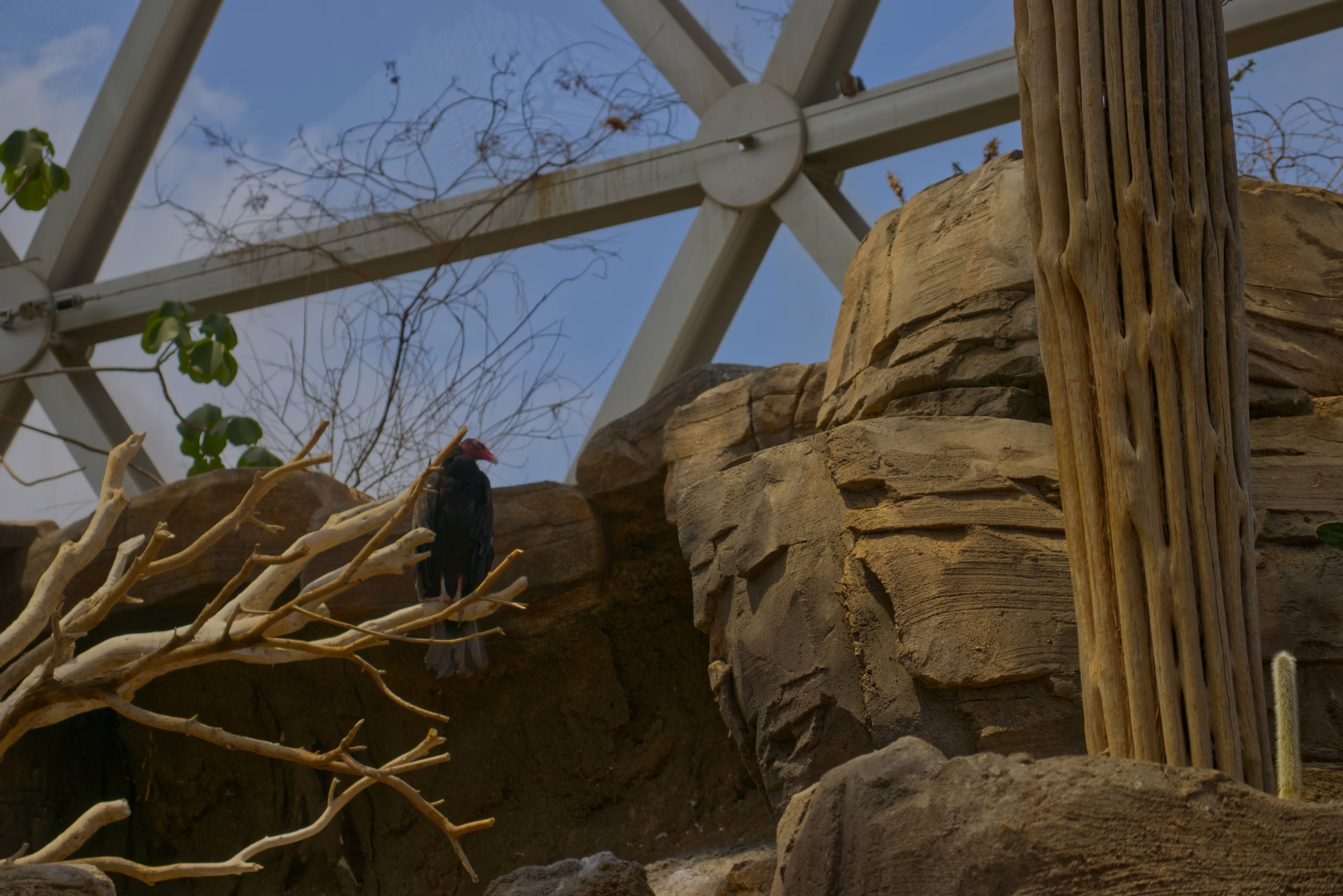 A turkey vulture with a red, featherless head and dark plumage is perched on a bare branch high up on a rocky ledge inside a large biodome.