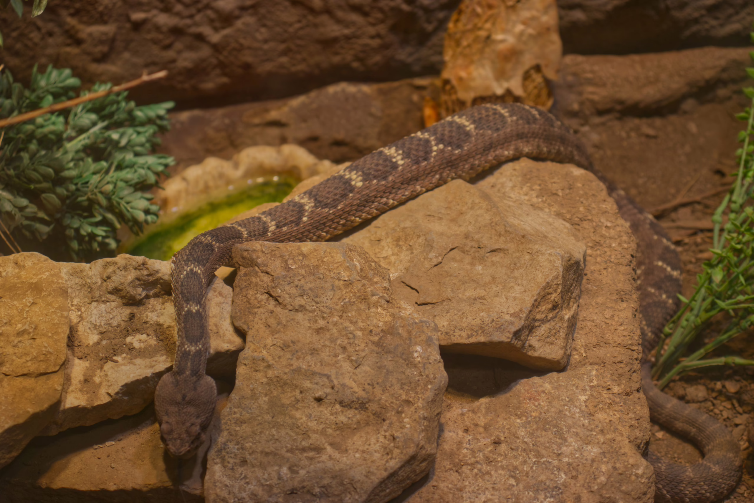 A large western diamondback rattlesnake rests coiled over and around the rocks in its desert-themed habitat.
