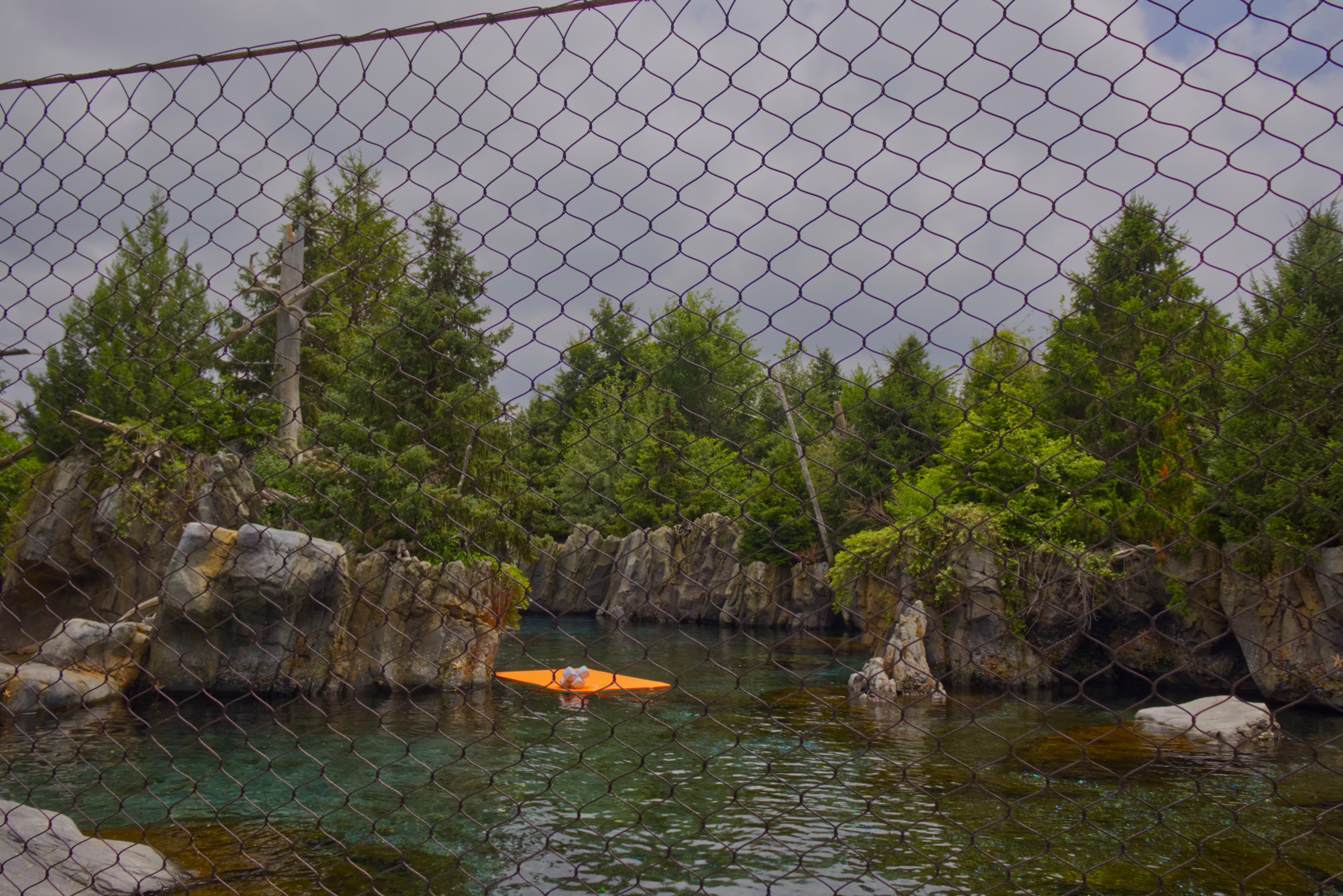 A view through a chain-link fence of a zoo habitat featuring a pool of water surrounded by rocks and evergreen trees, with an orange enrichment toy floating in the center.