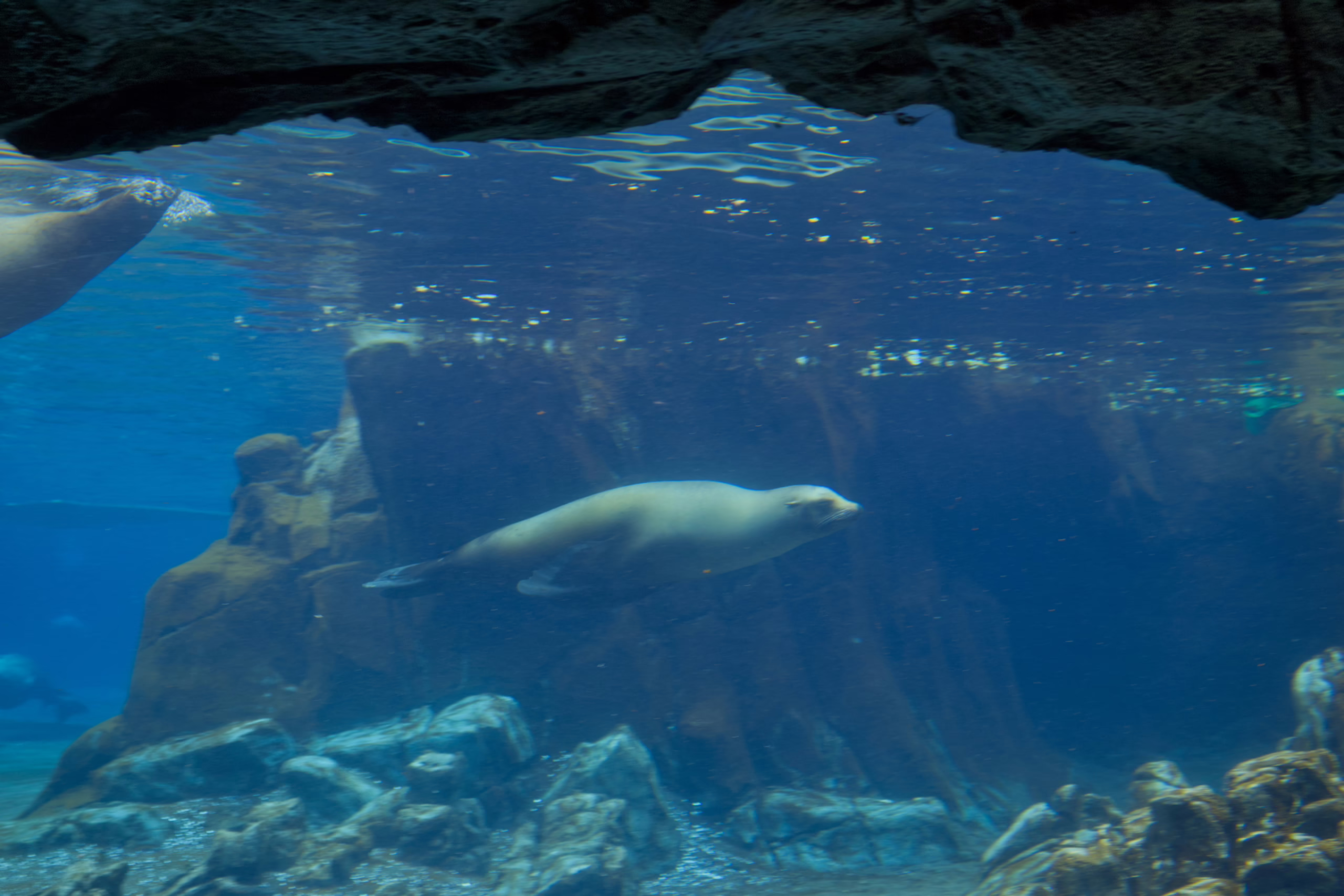 An underwater view from a cave-like opening shows a sea lion swimming elegantly through the deep blue water of a large aquarium with a rocky floor.