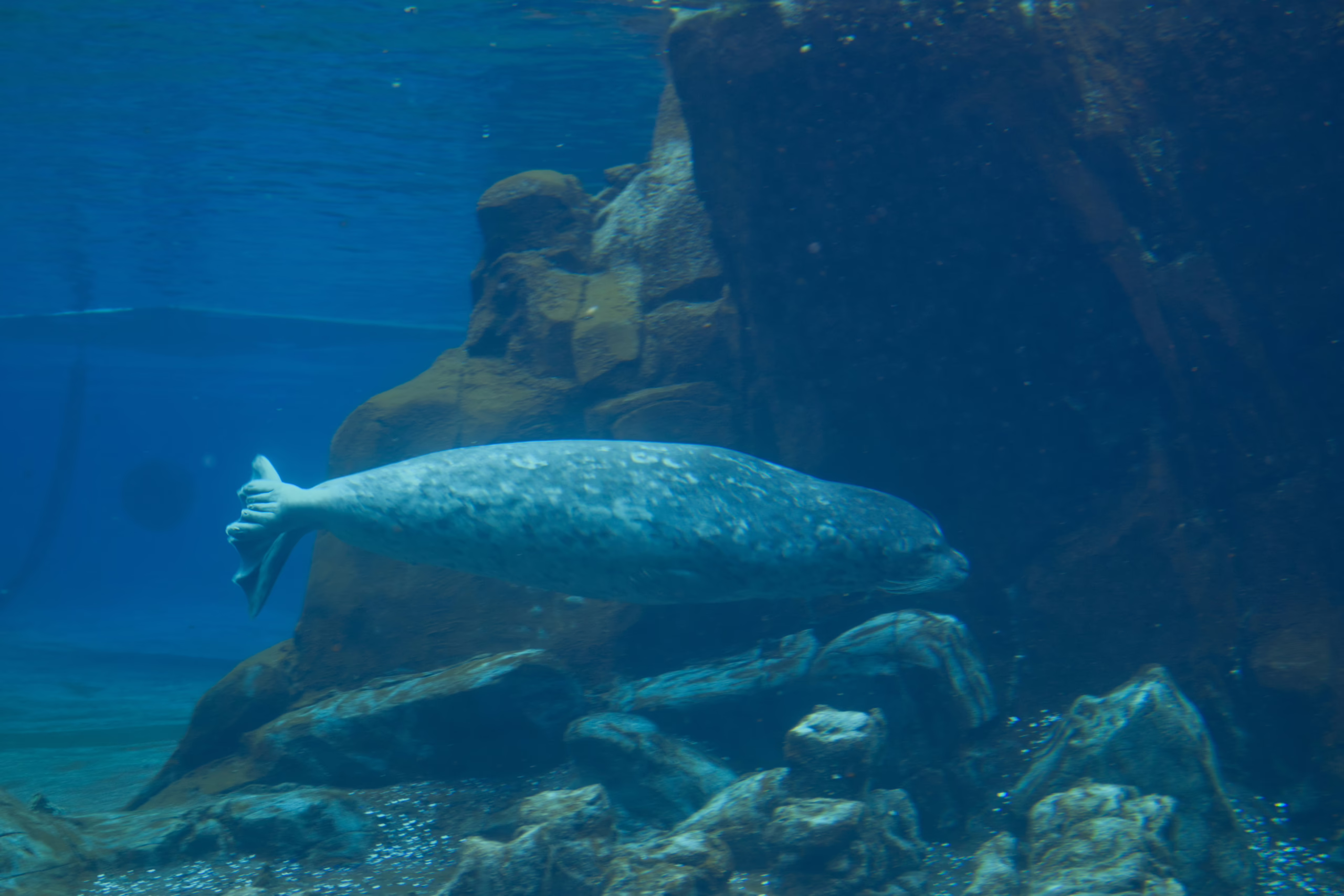 An underwater photograph of a harbor seal with a spotted grey coat swimming gracefully past large rock formations in its deep blue enclosure.