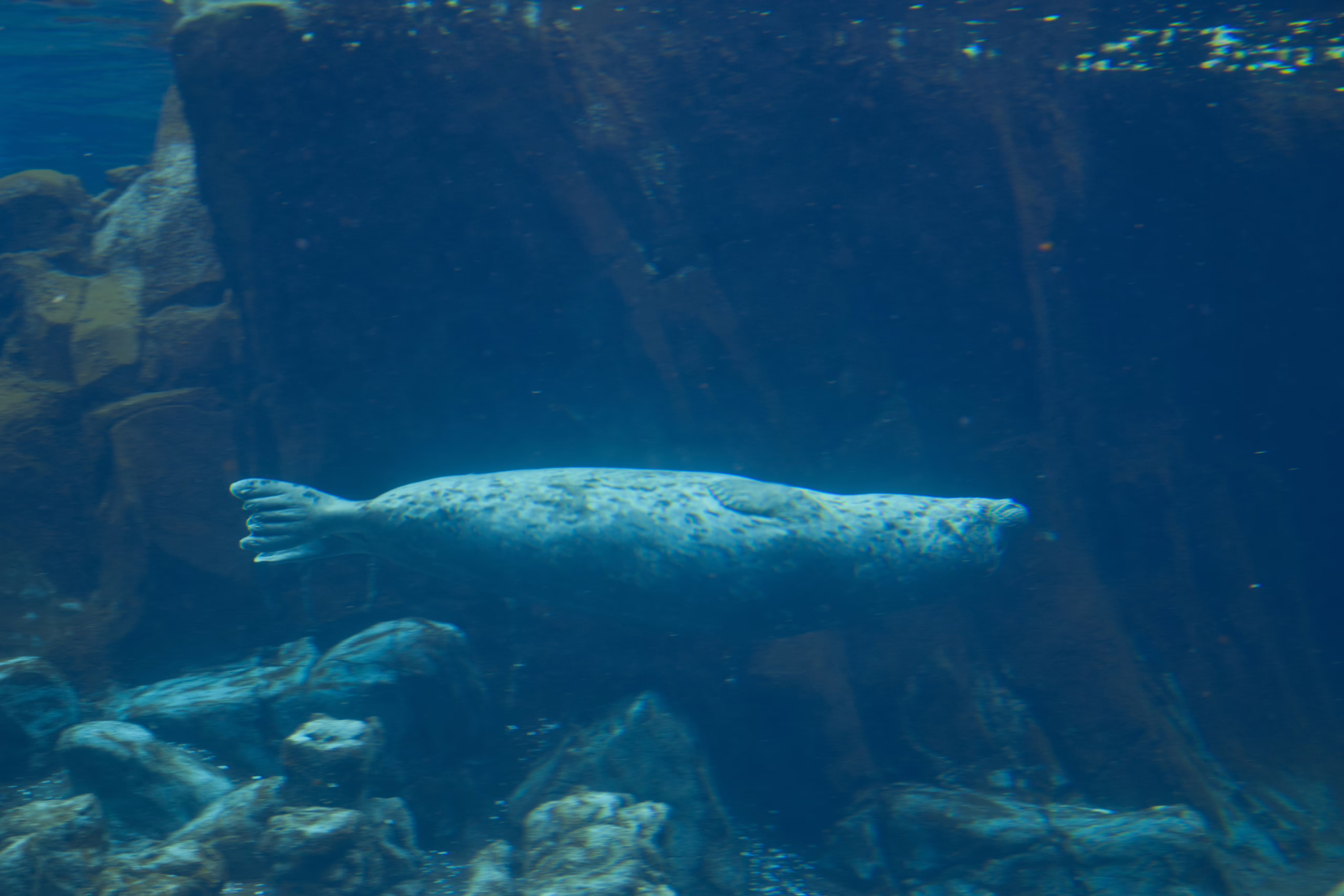 A spotted harbor seal glides effortlessly through the dark blue water of its enclosure, with its body streamlined for swimming.