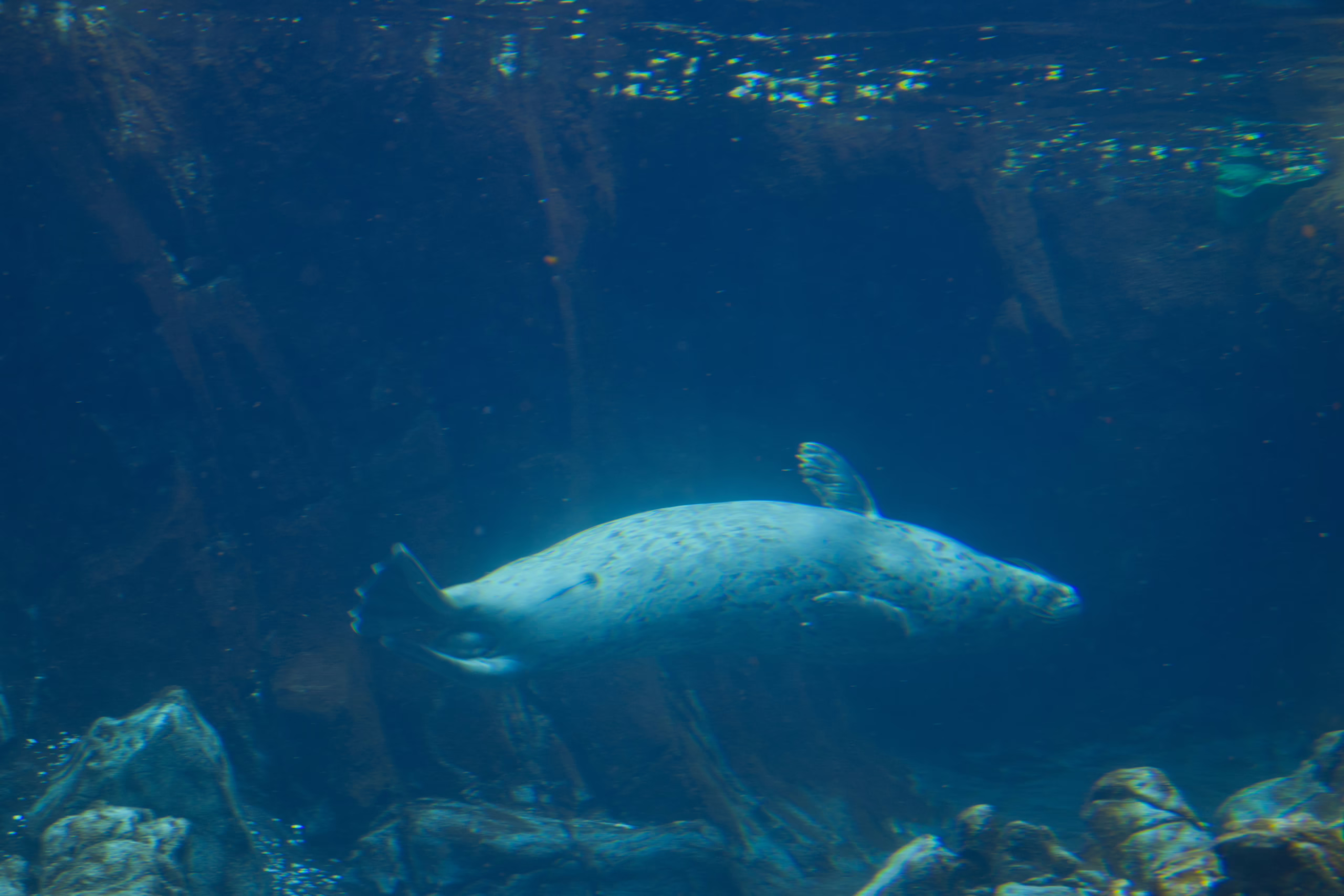 A harbor seal with a light gray coat and dark spots swims peacefully through the deep blue water of a large aquarium.