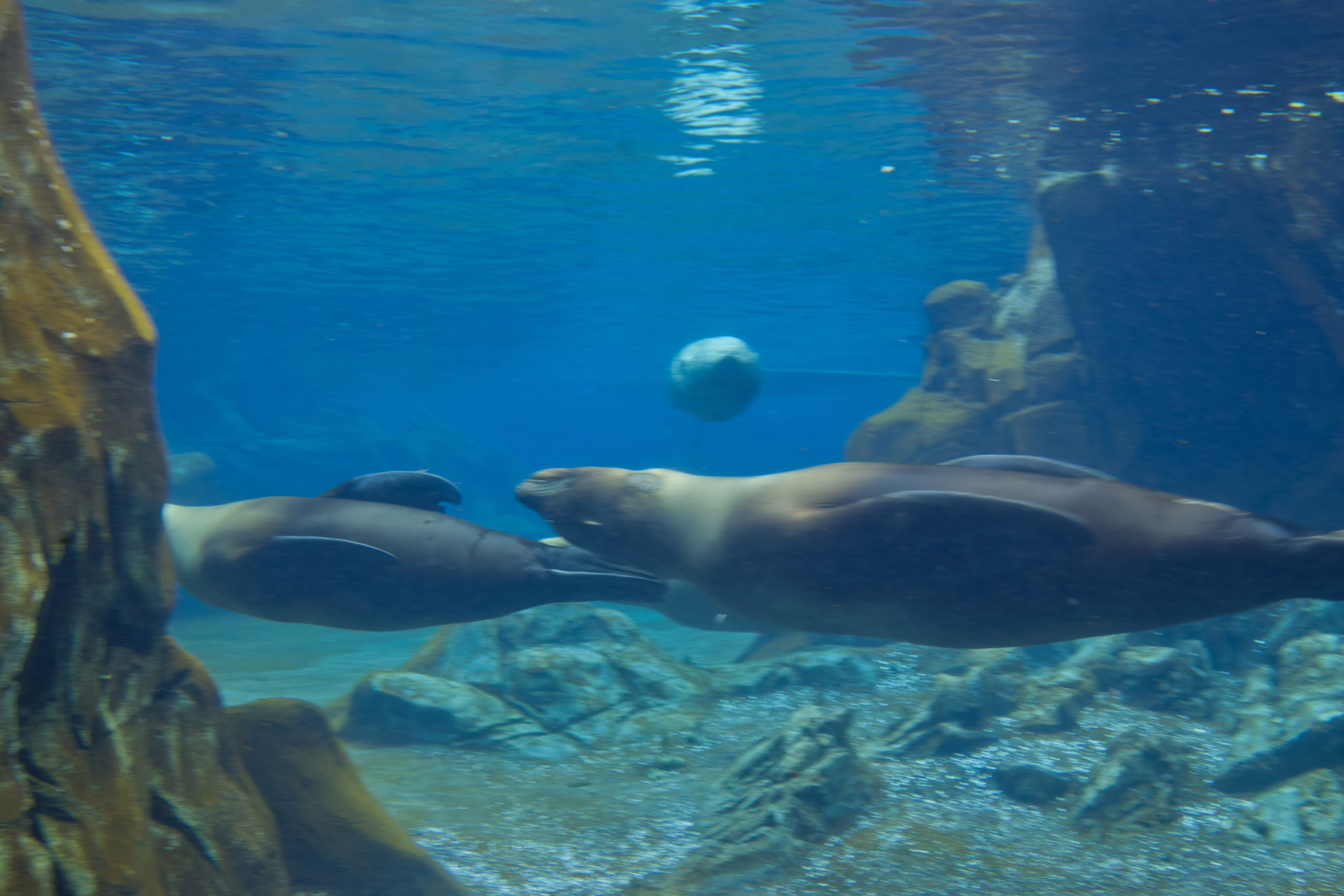 An underwater view of three sea lions swimming in their large, rocky enclosure, with two in the foreground and one approaching from the background.