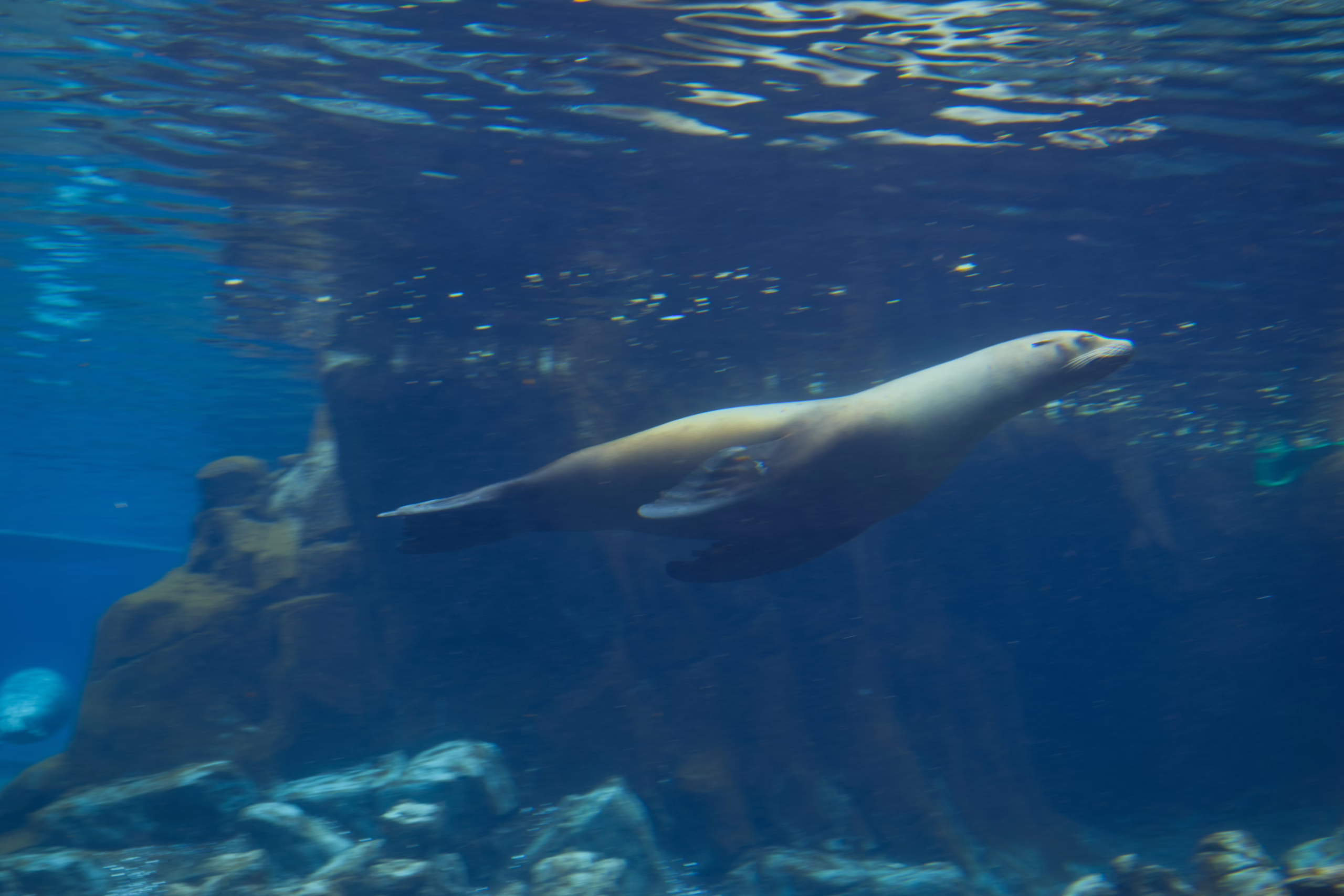 A sleek sea lion swims gracefully through the clear, deep blue water of its rocky habitat.