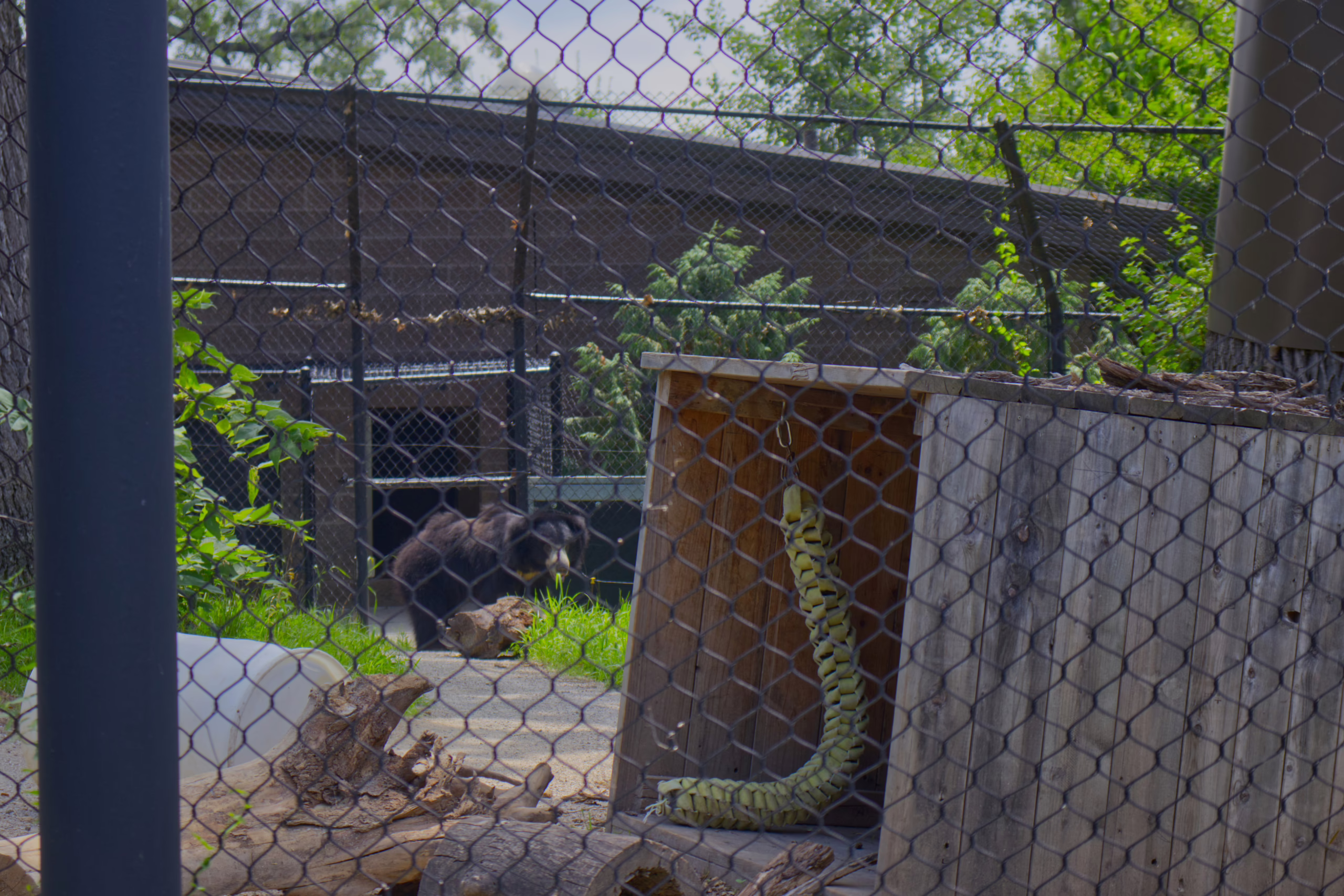 Seen through a chain-link fence, a small black bear stands in the background of its enclosure, while a large, snake-shaped enrichment toy hangs from a wooden structure in the foreground.