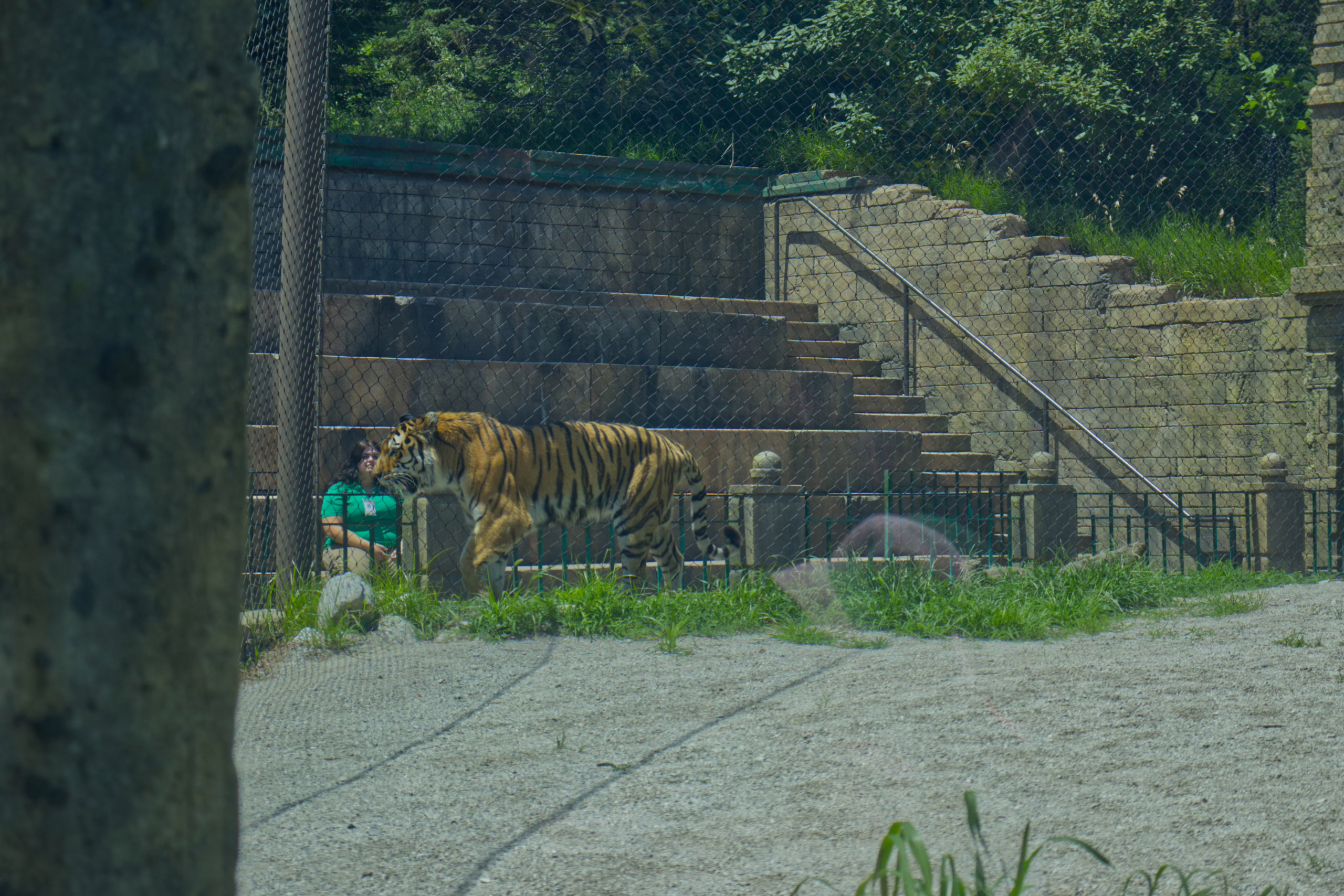 A large tiger paces in its enclosure in front of a wide stone staircase, where a zookeeper in a green shirt sits watching.