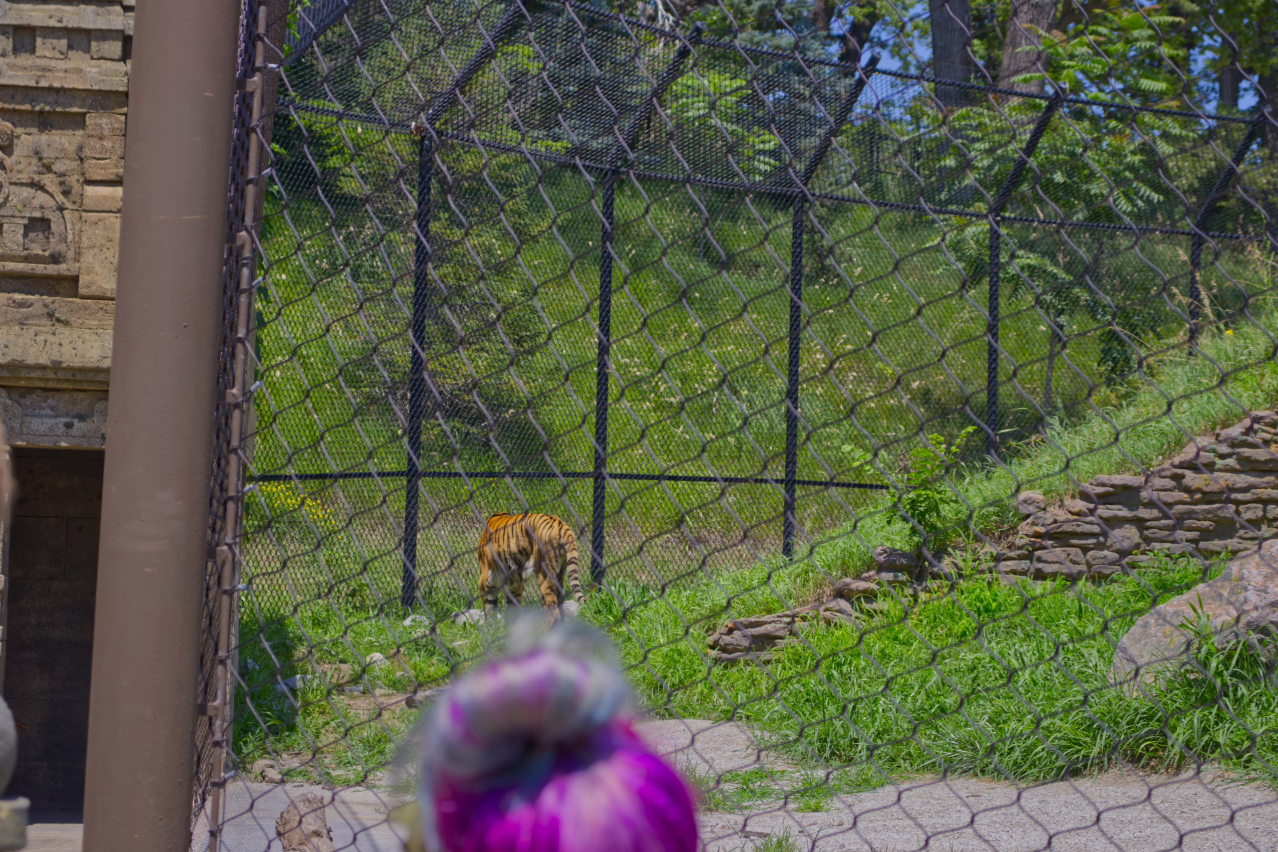 A view from behind a tiger as it walks up a grassy hill in its habitat, seen through the mesh of a chain-link fence.