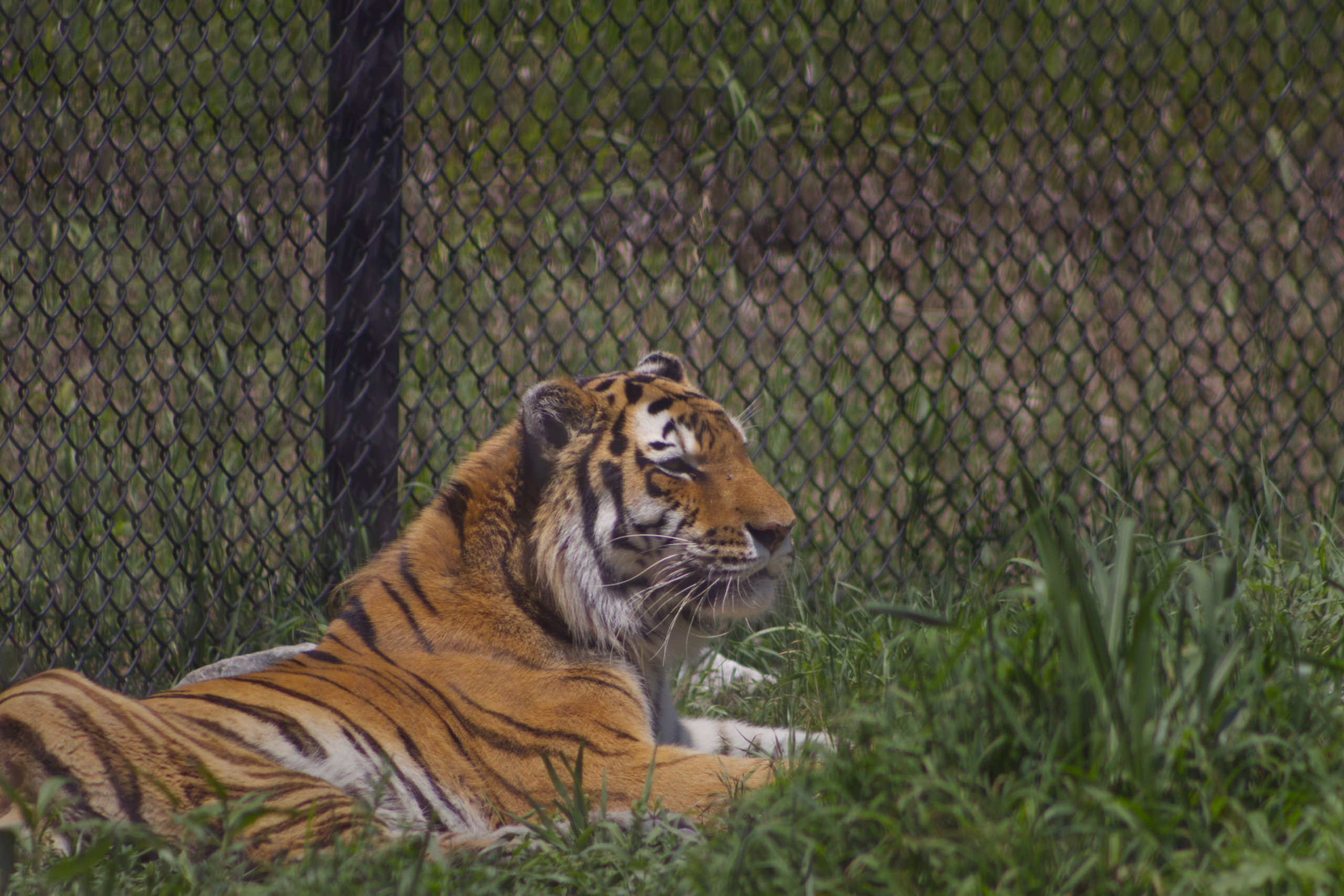 A close-up, side-profile shot of a majestic tiger with orange and black stripes resting in tall green grass, with a chain-link fence in the background.