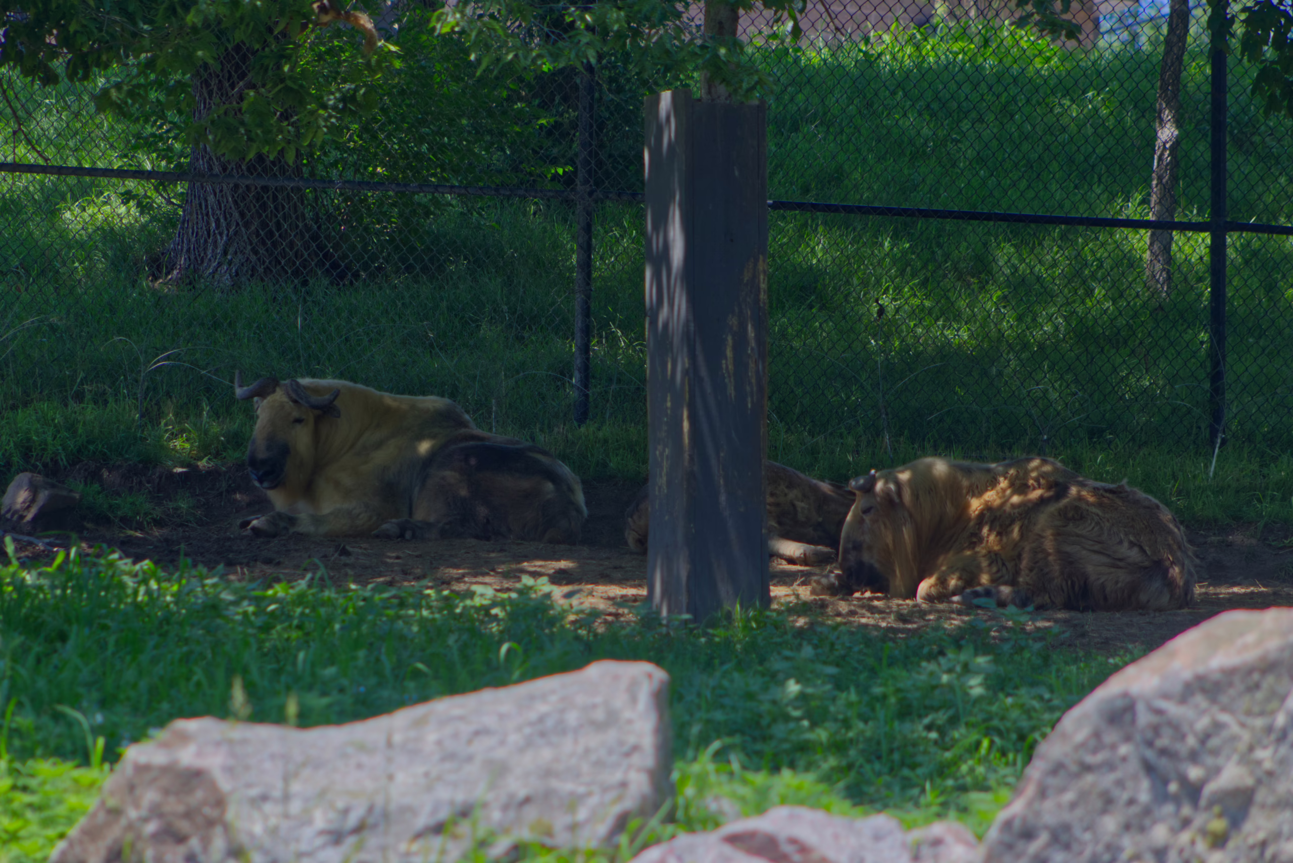 Two large, shaggy-coated takin rest in the shade of their grassy and fenced enclosure.