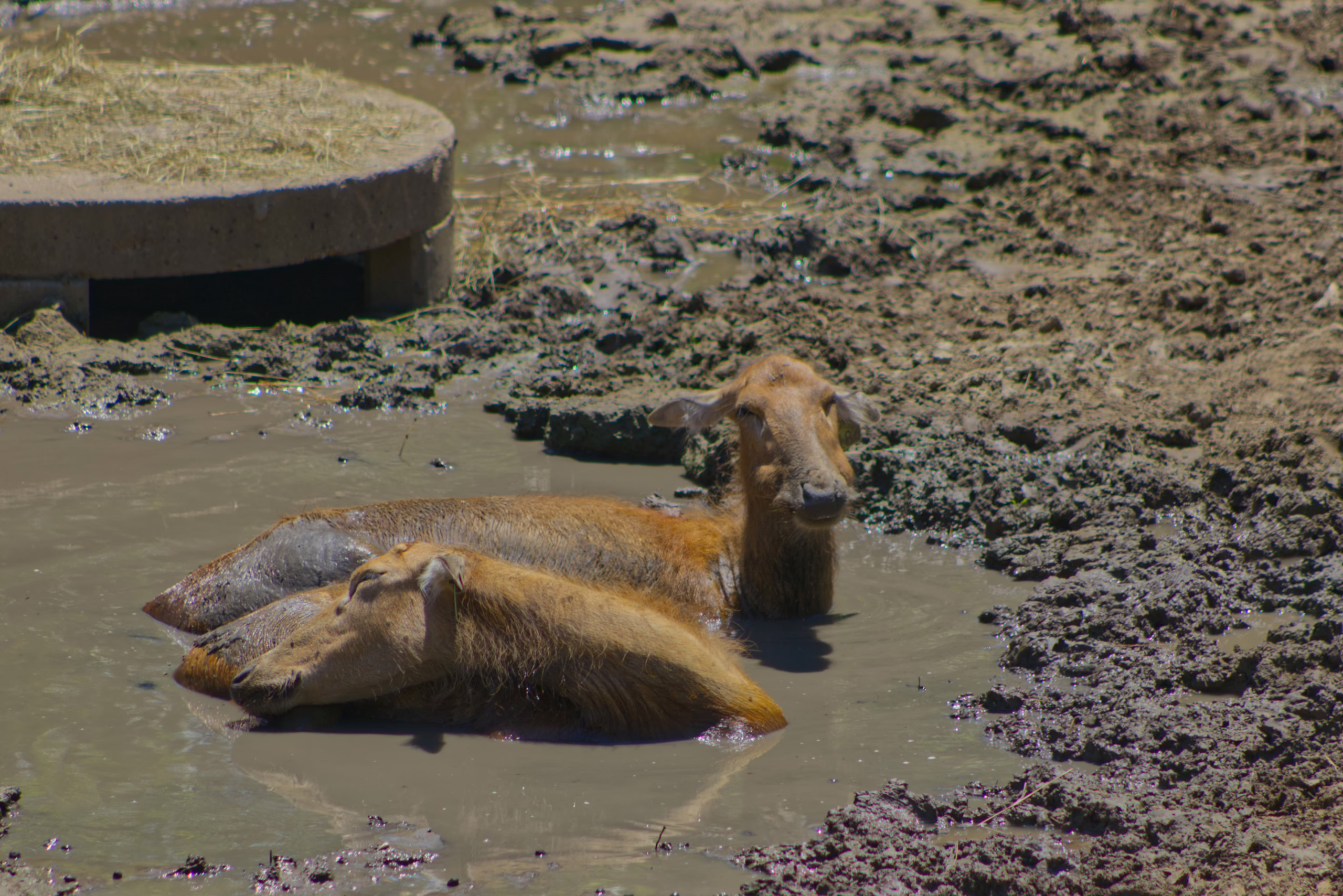 Two red river hogs wallow in a mud puddle, with one looking at the camera while the other rests its head on its companion.