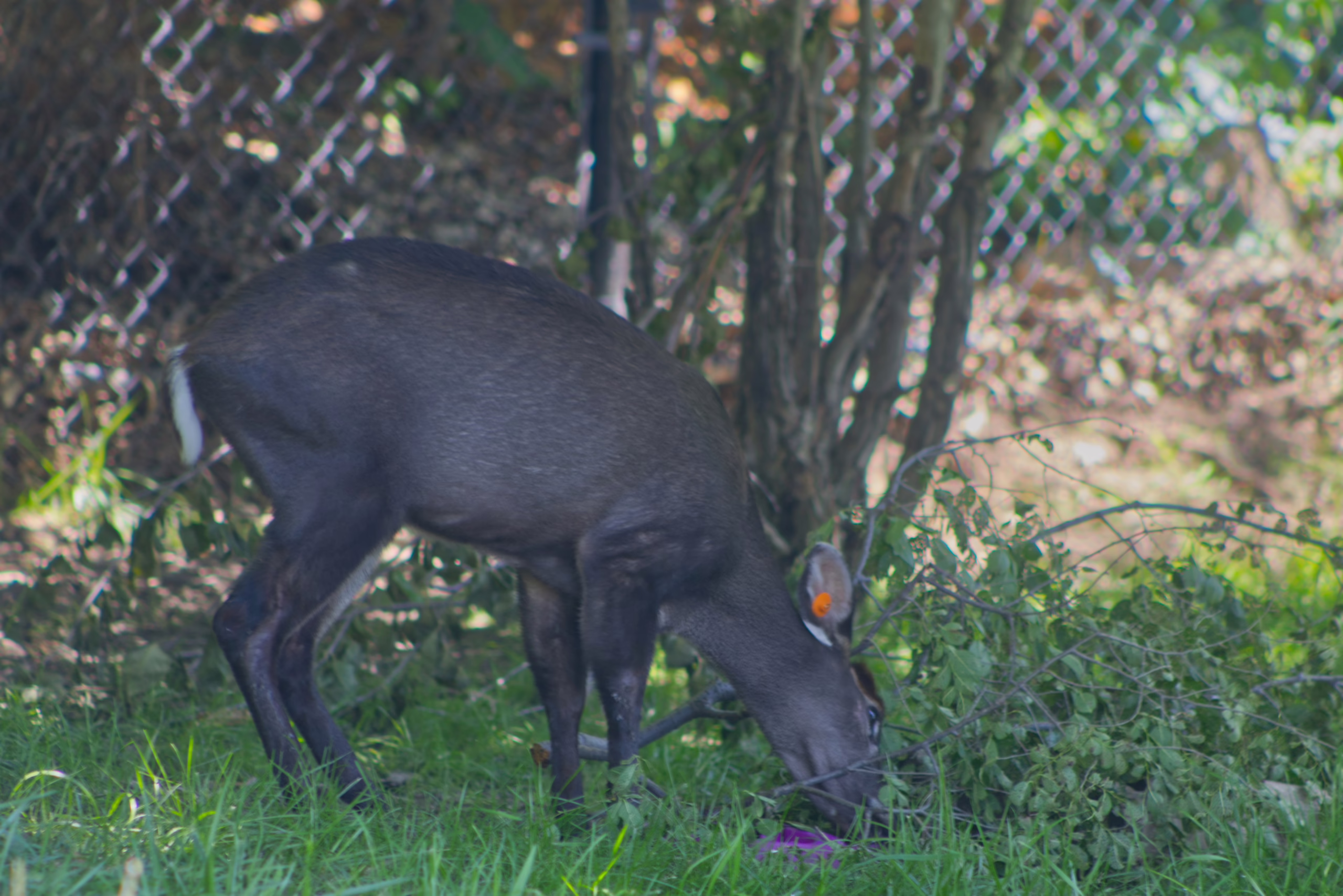 A small, dark-colored duiker with a tagged ear grazes on leaves in a grassy, fenced-in enclosure.