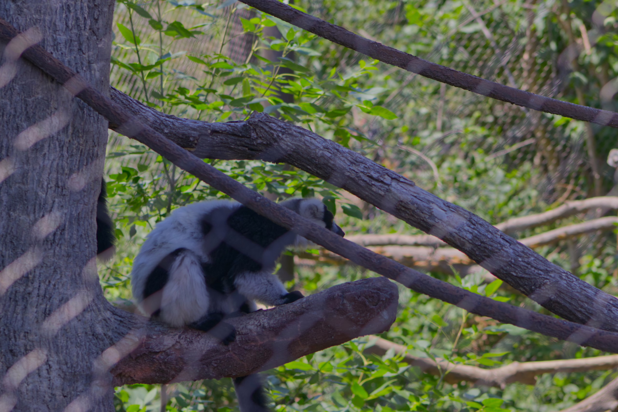 A black-and-white ruffed lemur sits on a thick tree branch inside a large, netted habitat.