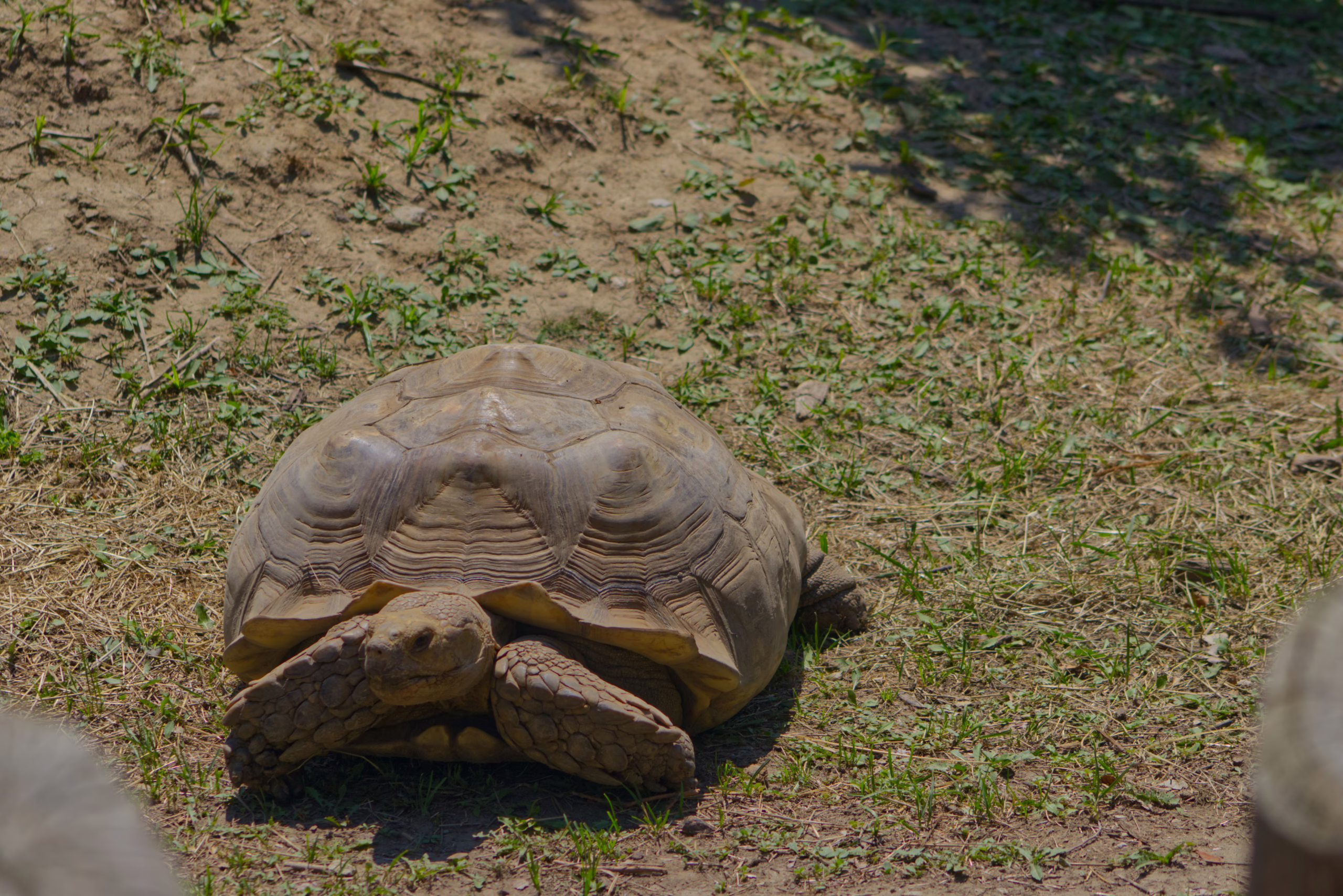 A large African spurred tortoise sits on a patch of dirt and sparse grass, facing the camera.