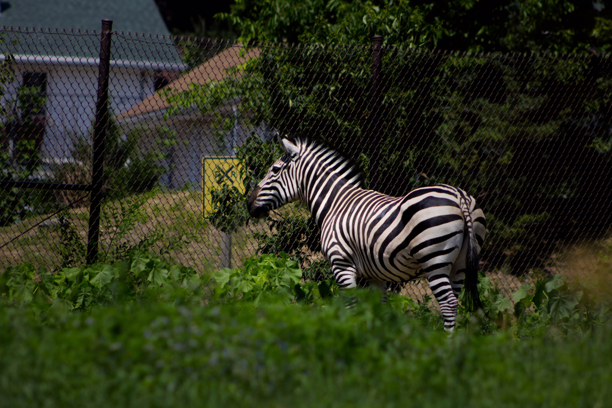 A zebra stands in profile near a chain-link fence, surrounded by lush green foliage.