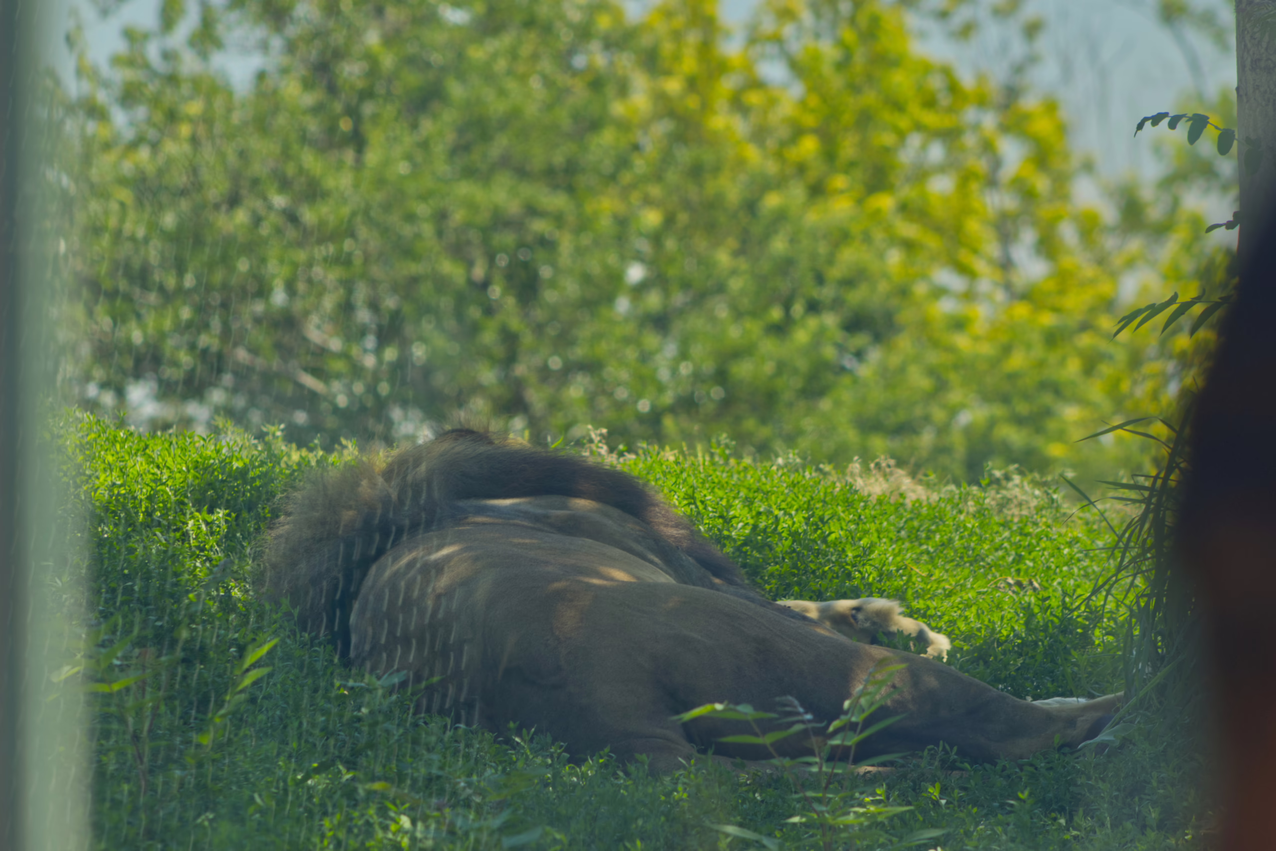 A large male lion with a full, dark mane sleeps soundly on a lush, green, sunlit hillside.