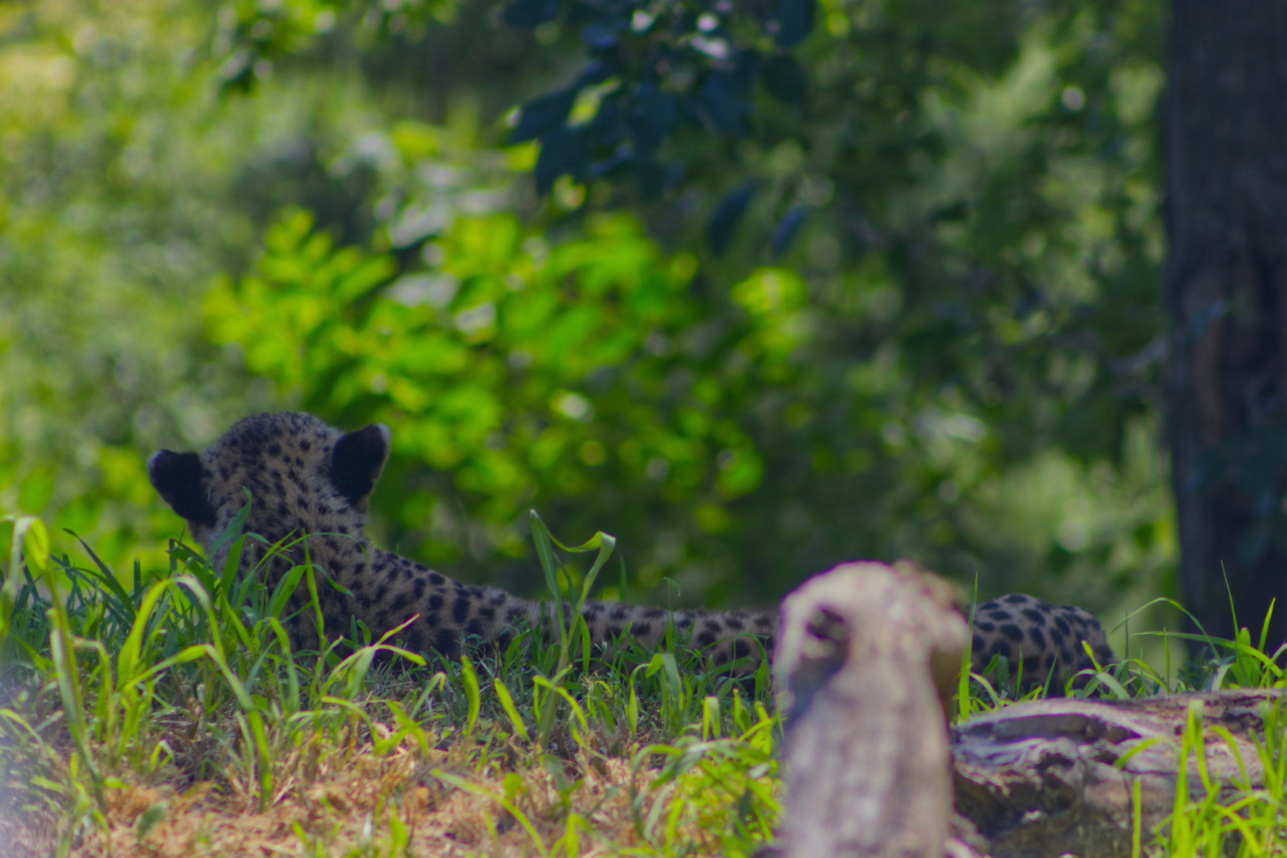 A cheetah with its distinctive black spots rests in tall green grass, with only the back of its head and body visible.