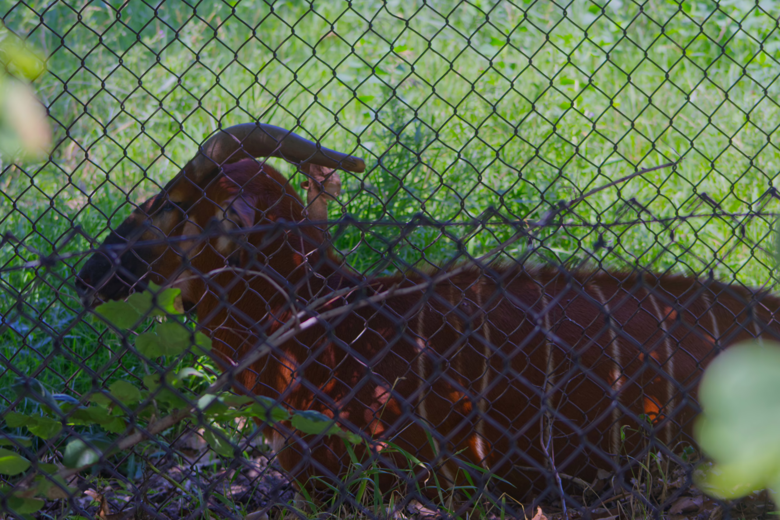 A reddish-brown bongo antelope with thin white stripes and curved horns lies in the grass, viewed through a chain-link fence.
