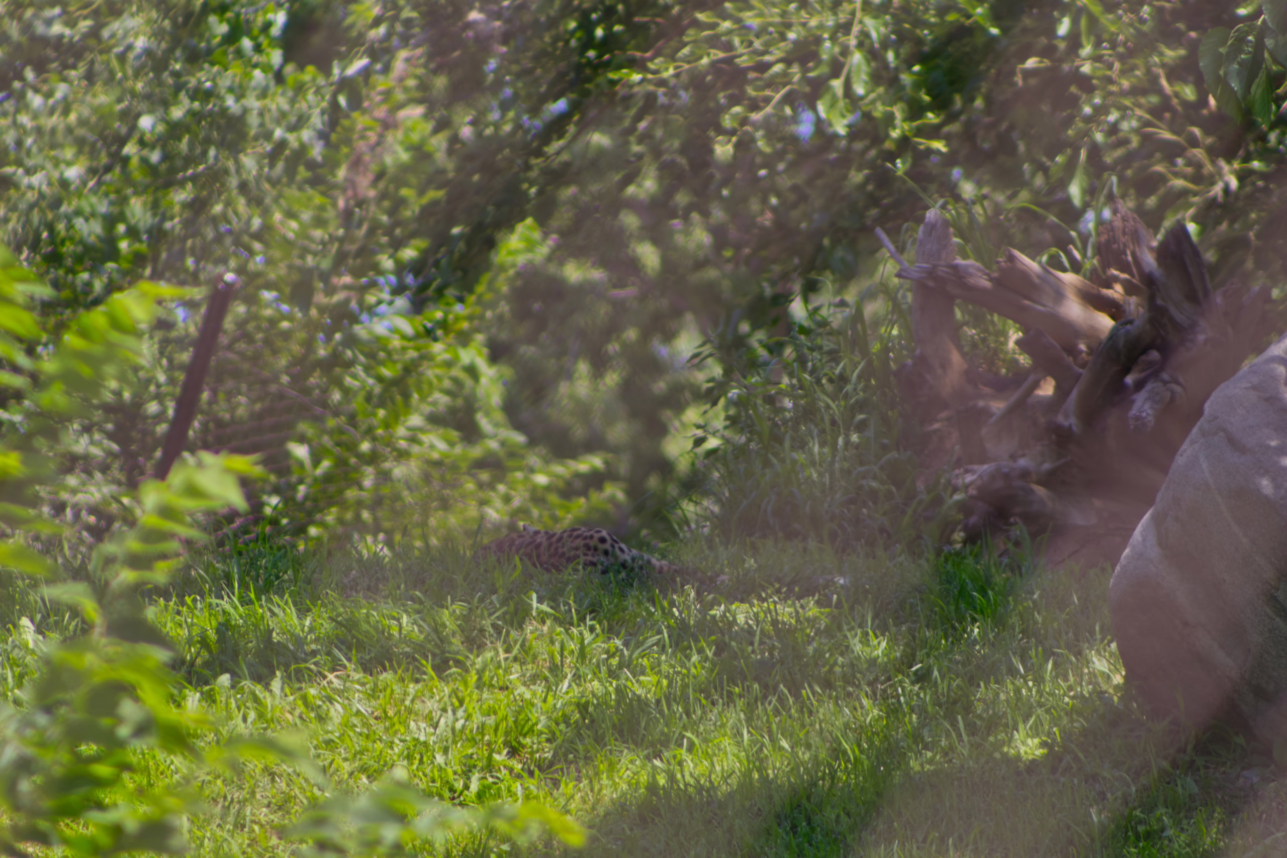 A large, spotted cat is well-camouflaged as it lies low in a grassy, wooded area of its habitat.