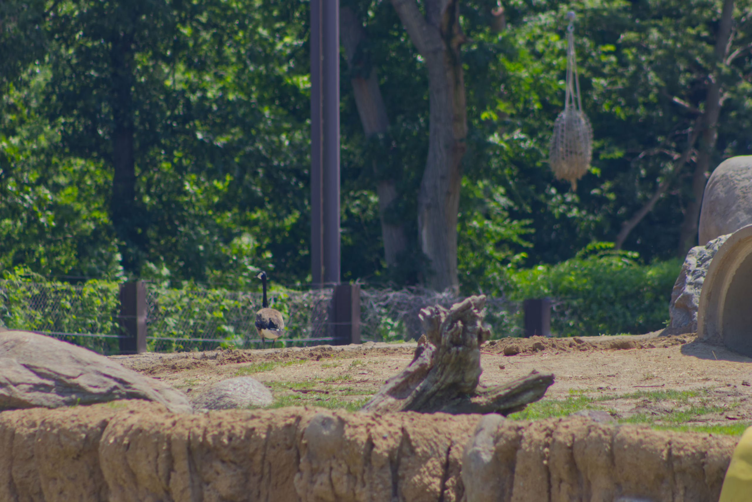 A single Canada goose stands in the middle of a large, dusty, open-air enclosure with a background of green trees.