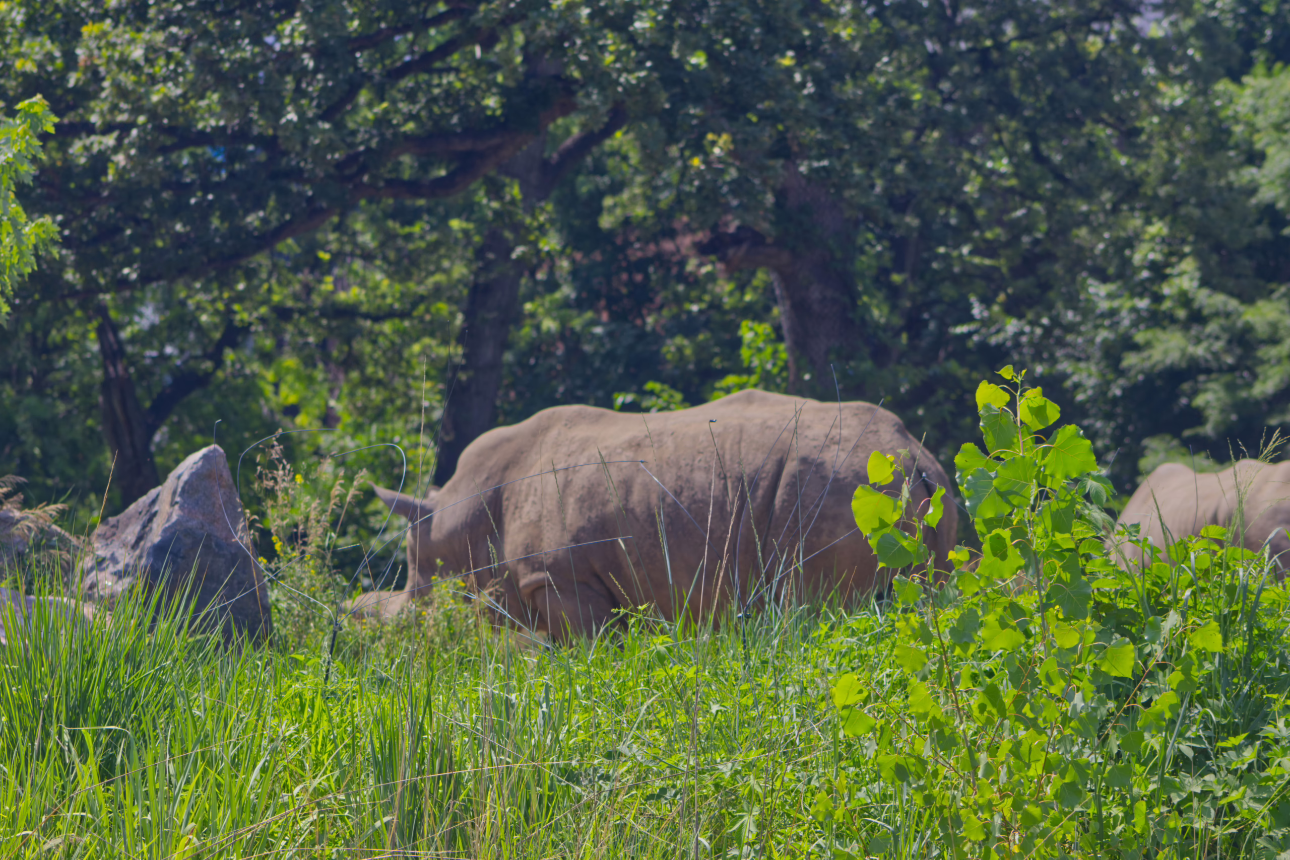 A large rhinoceros stands partially obscured by tall, vibrant green grass at the edge of a wooded area.