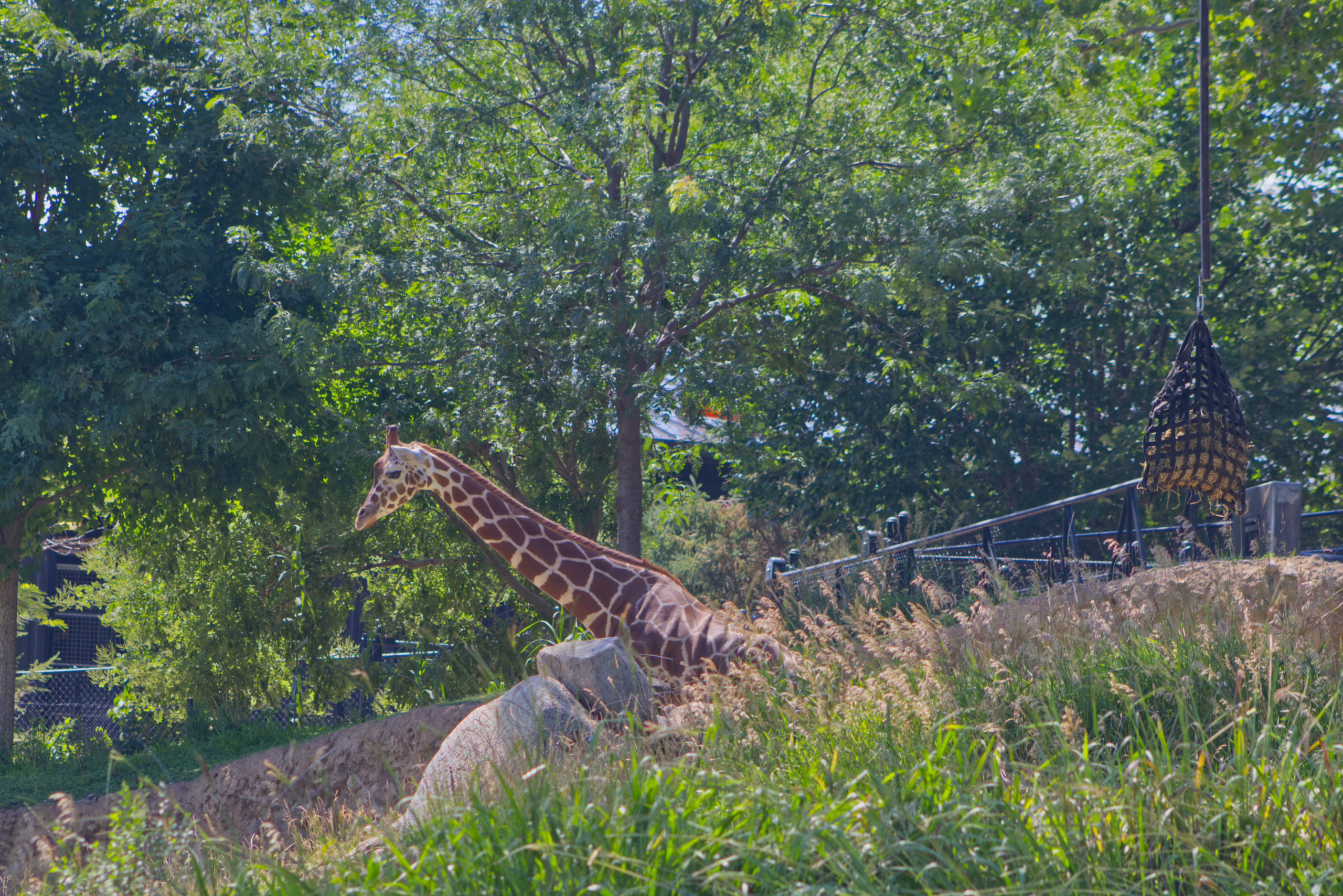 A giraffe stands on a sloped, grassy habitat, its long neck extended as it looks towards a hanging feeder, with a background of lush green trees.