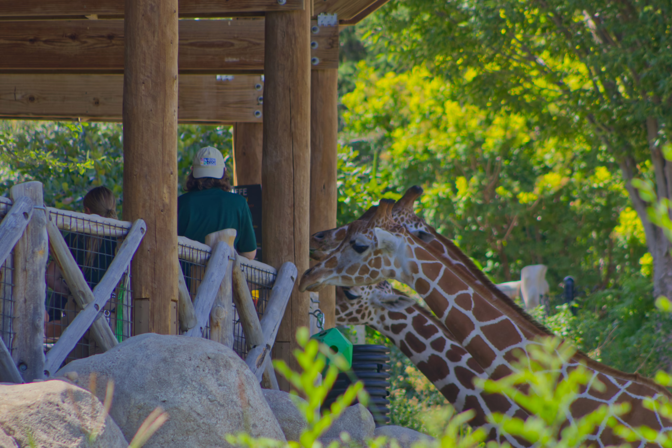 Three giraffes stand near a wooden feeding station, with one affectionately resting its head on the other's neck, while visitors watch from the platform.