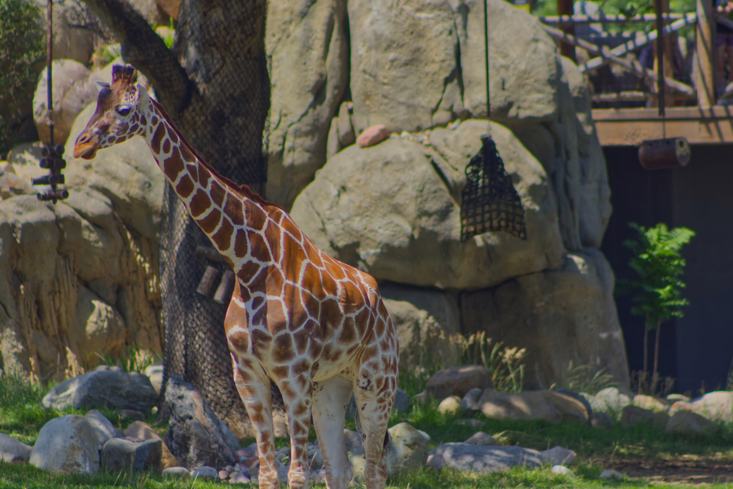A tall, reticulated giraffe stands in profile in its sunny, rocky habitat, with a large man-made rock formation behind it.