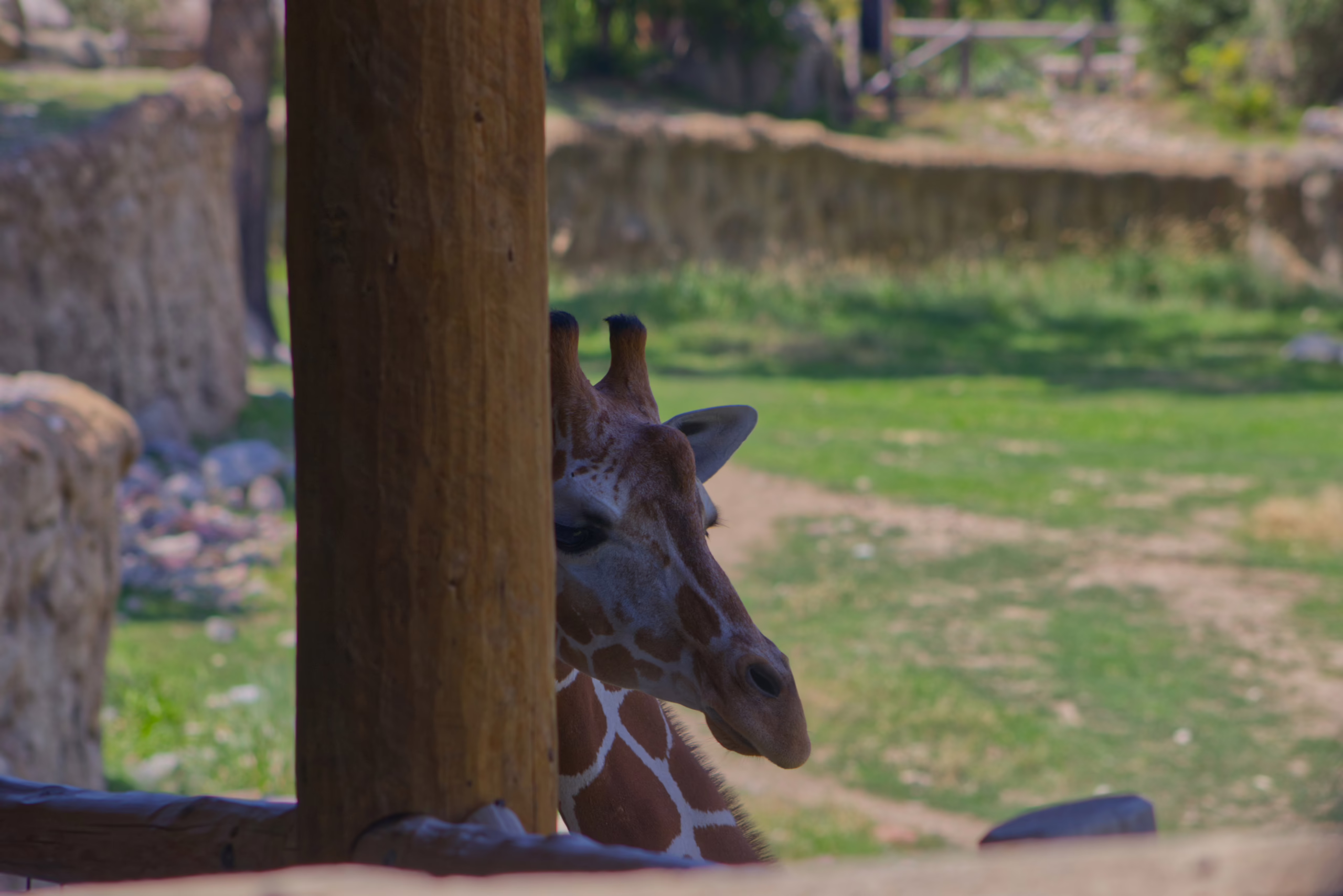 A close-up of a giraffe's head as it playfully peeks from behind a thick wooden support beam.