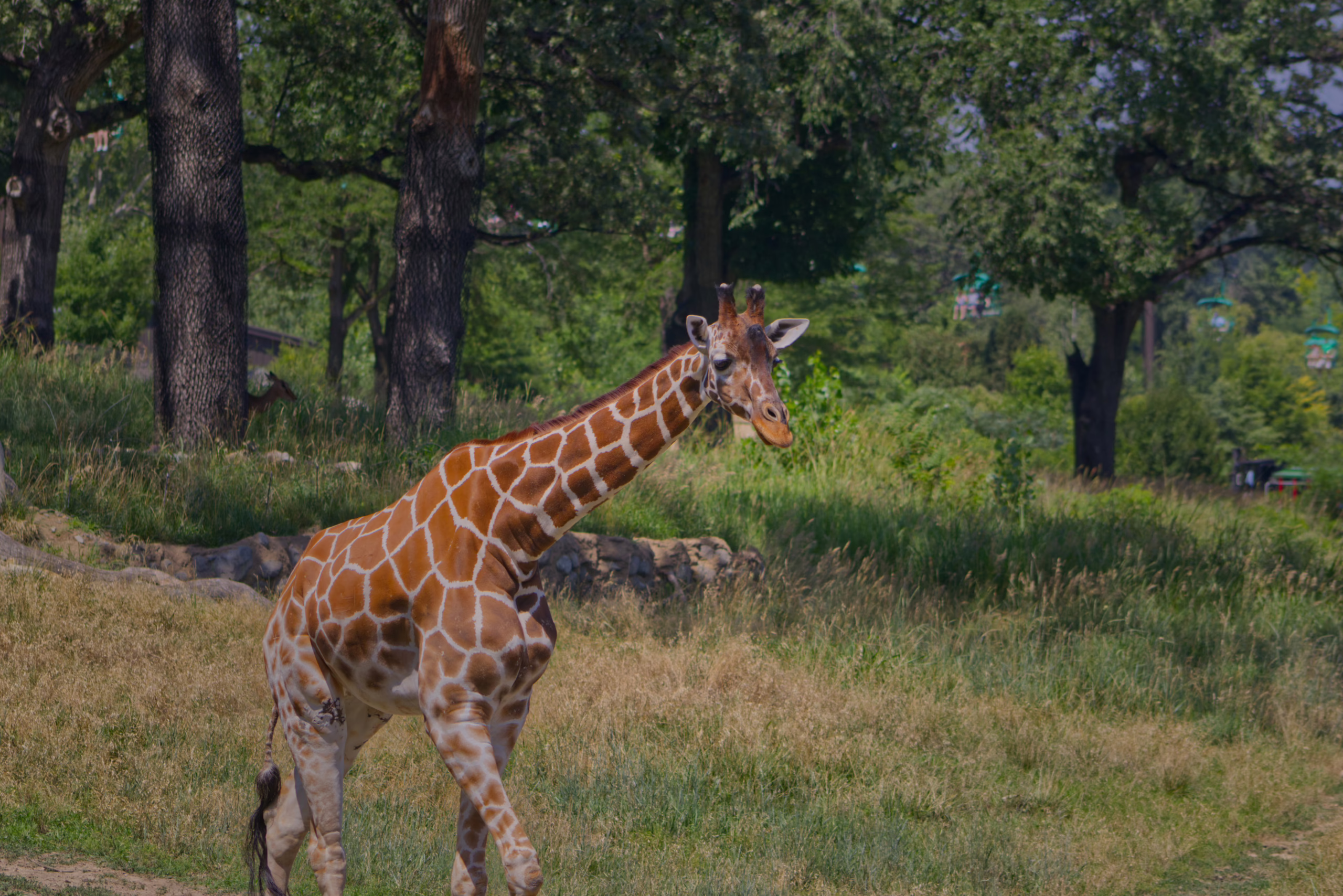 A giraffe walks gracefully across a grassy, sun-drenched hill in its spacious, tree-lined habitat.
