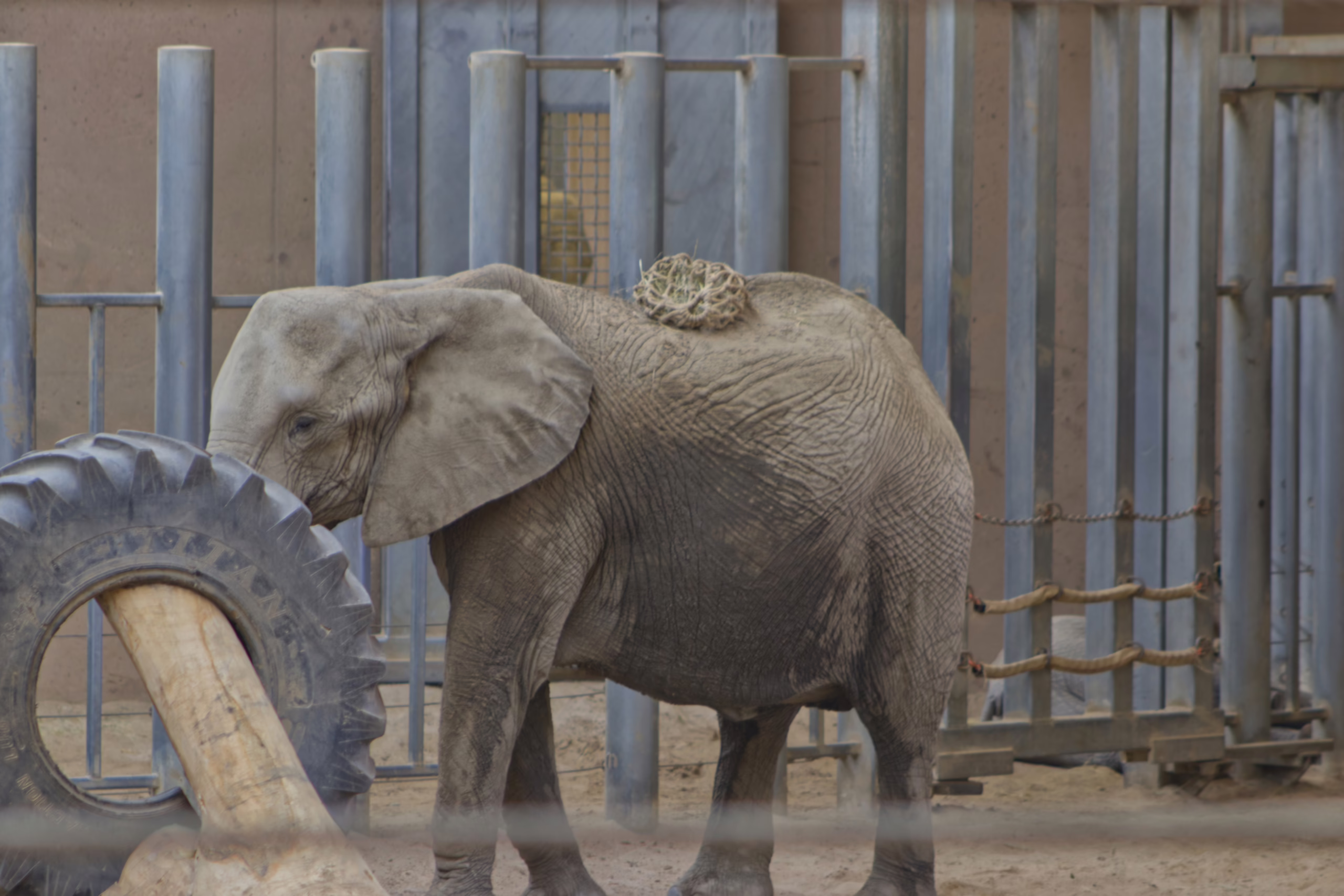 A young elephant with a clump of hay on its back stands next to a large tractor tire toy in its enclosure, which is lined with sturdy metal poles.