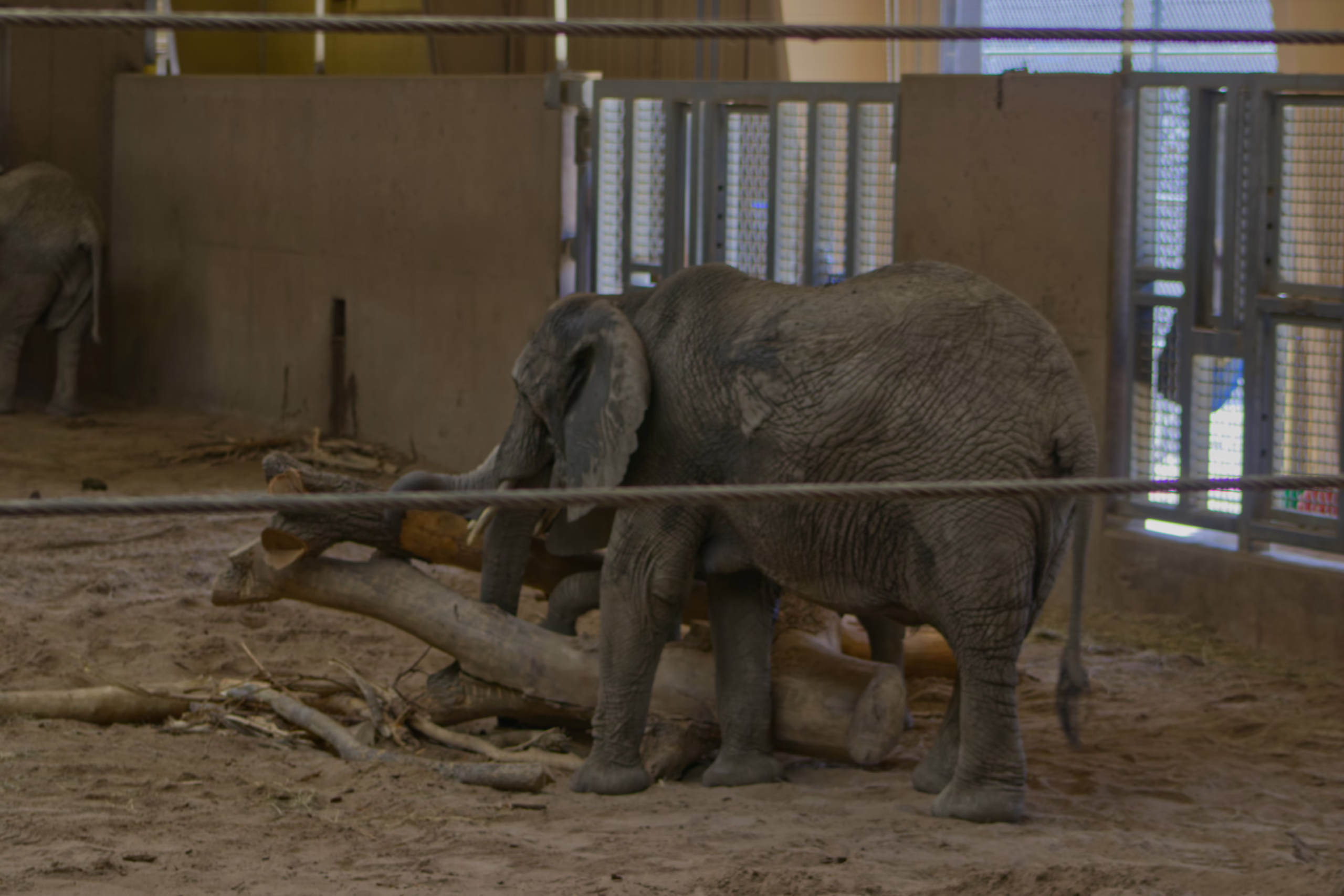 In a large, sandy indoor enclosure, an elephant uses its trunk and a tusk to manipulate several large logs on the ground.