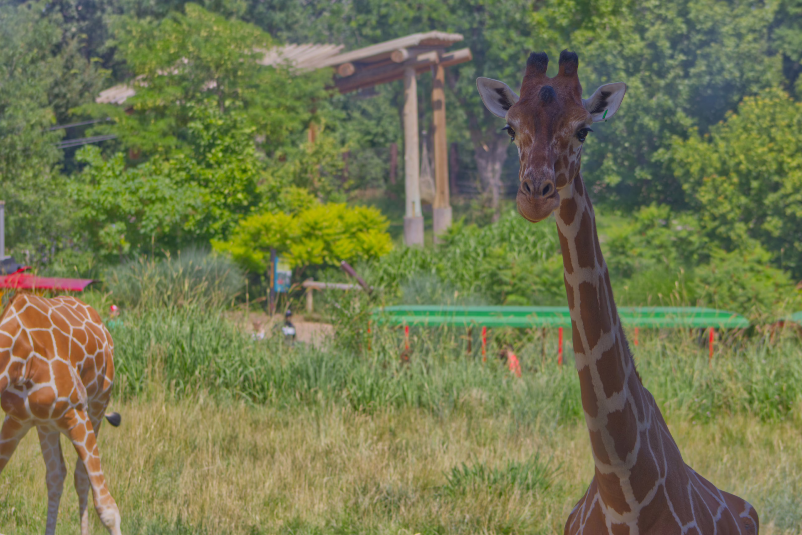 A curious giraffe looks directly at the camera while standing in a large, grassy field, as another giraffe walks out of the frame to the left.
