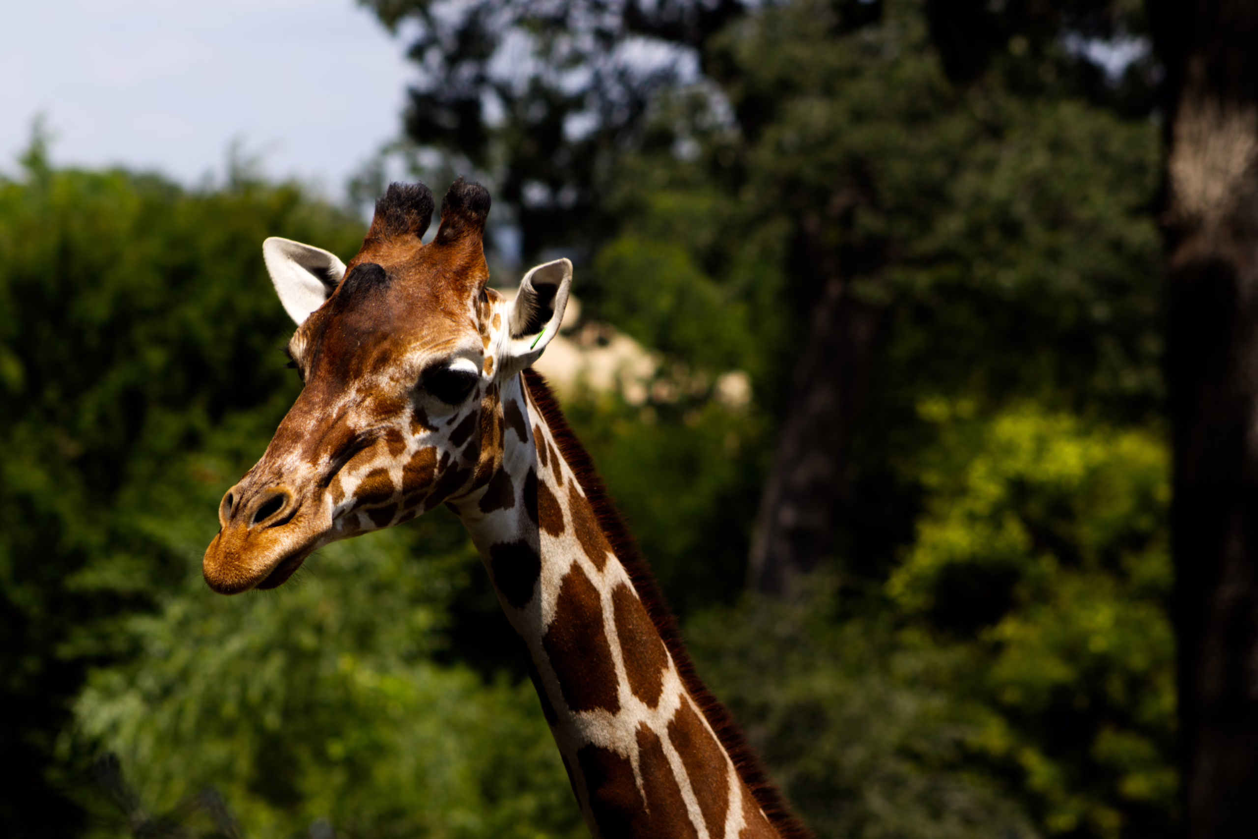 A dramatic, sunlit close-up of a giraffe's head and neck against a dark, leafy background.
