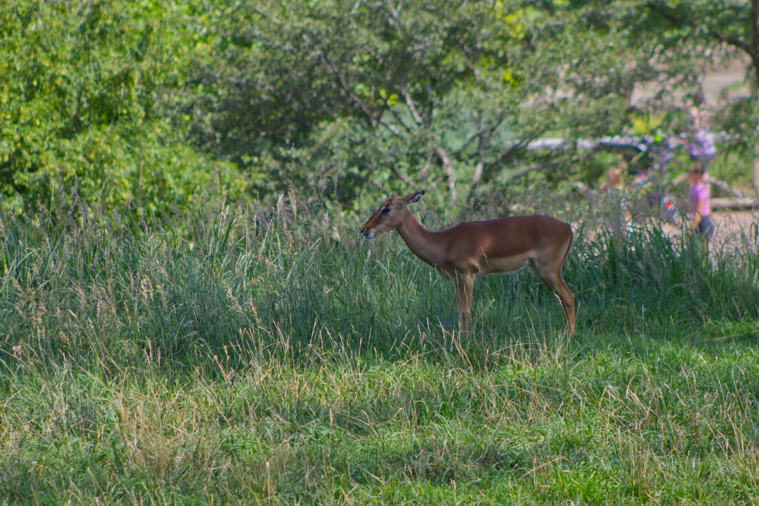 A female impala stands in profile in a lush, grassy field, with its tongue slightly out.