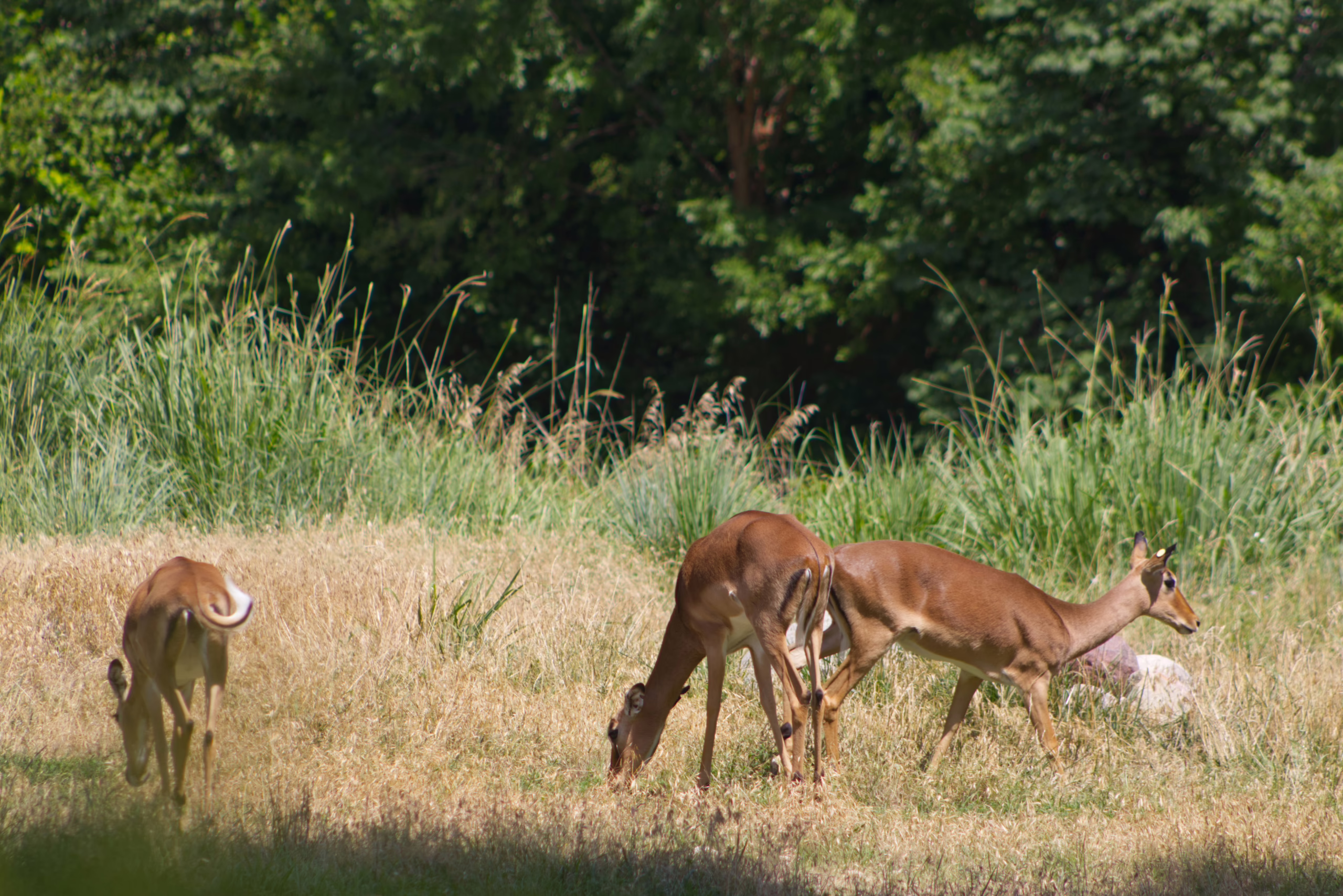 A small herd of impalas grazes peacefully in a sun-drenched field of dry grass.
