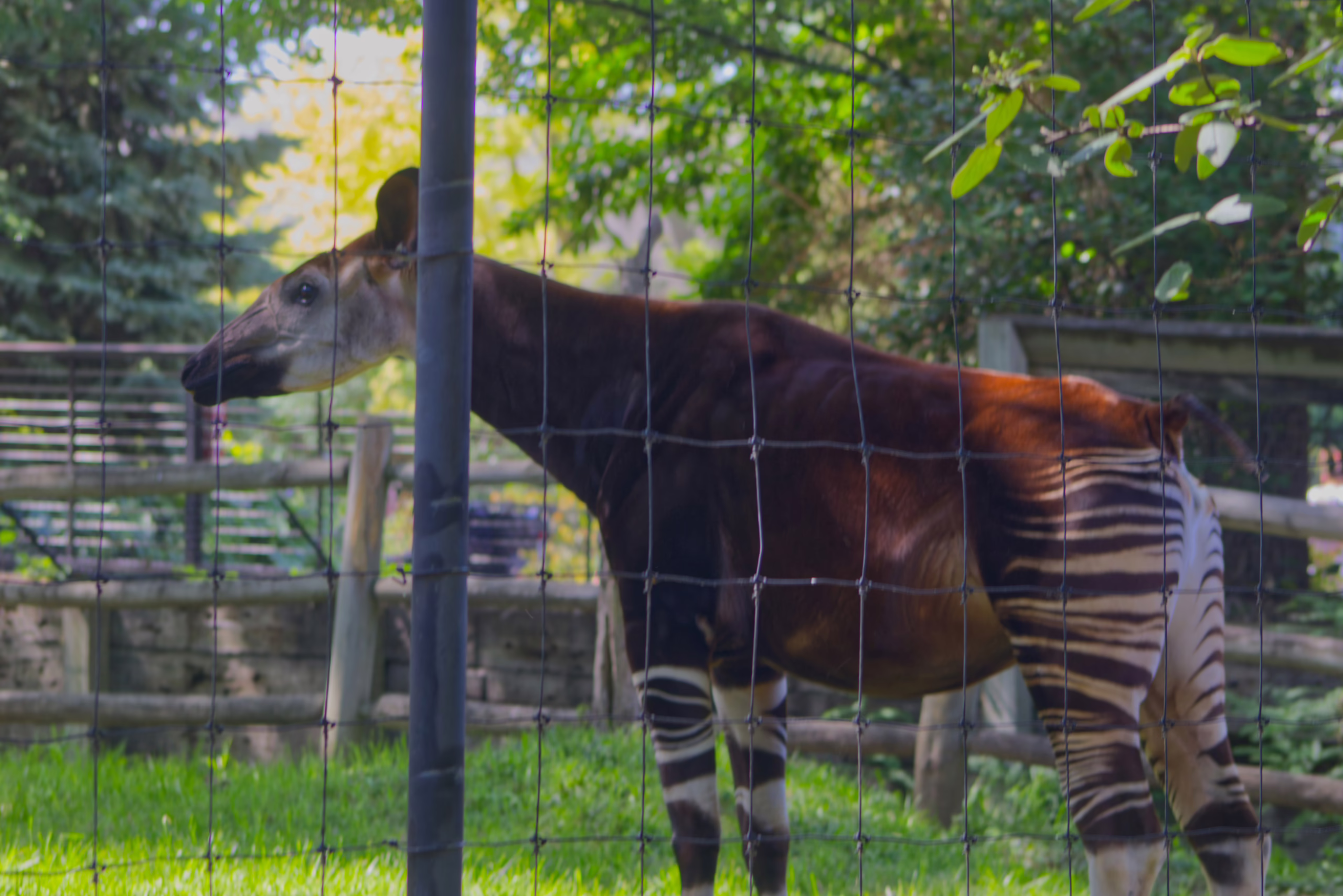 An okapi, known for its zebra-striped hindquarters, stands in its wooded, grassy enclosure as seen through a wire fence.
