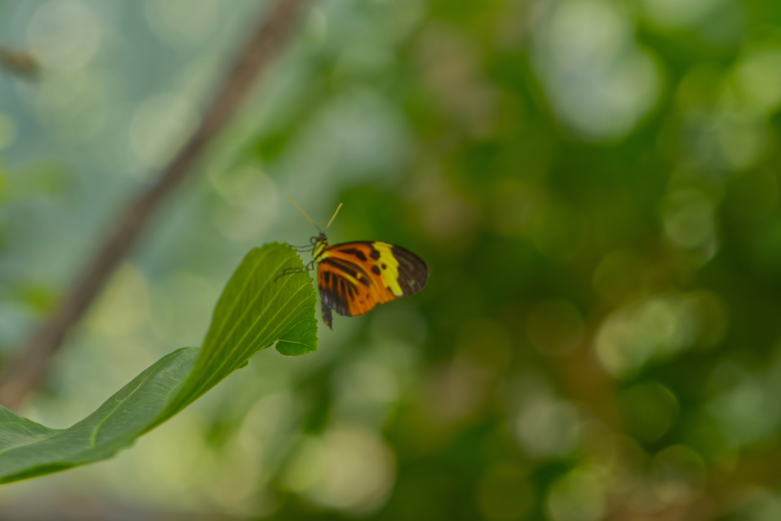 A vibrant longwing butterfly with orange, yellow, and black wings is perched on the tip of a green leaf against a softly blurred background.