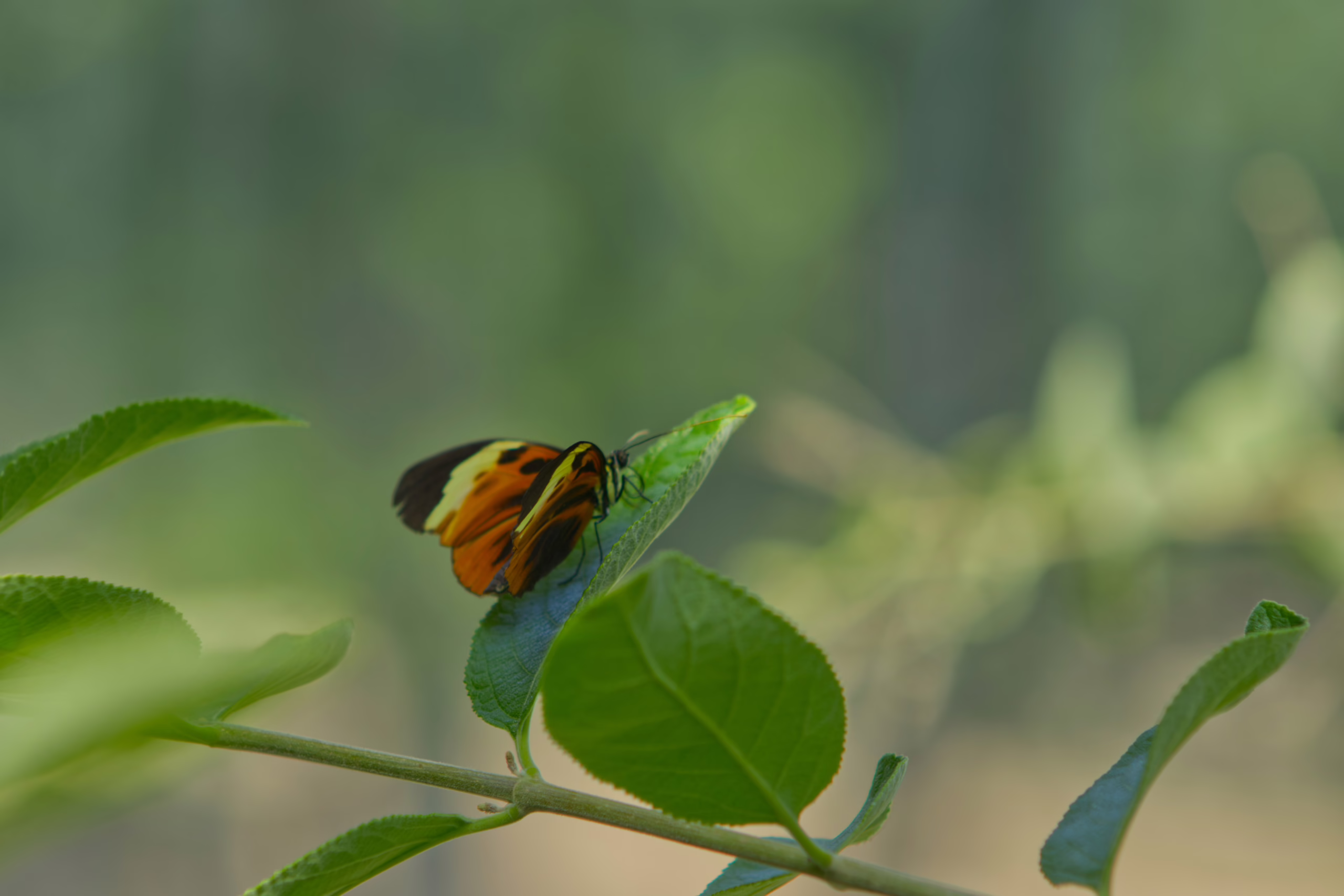 A colorful butterfly with orange and black wings rests on a vibrant green leaf against a softly blurred background.